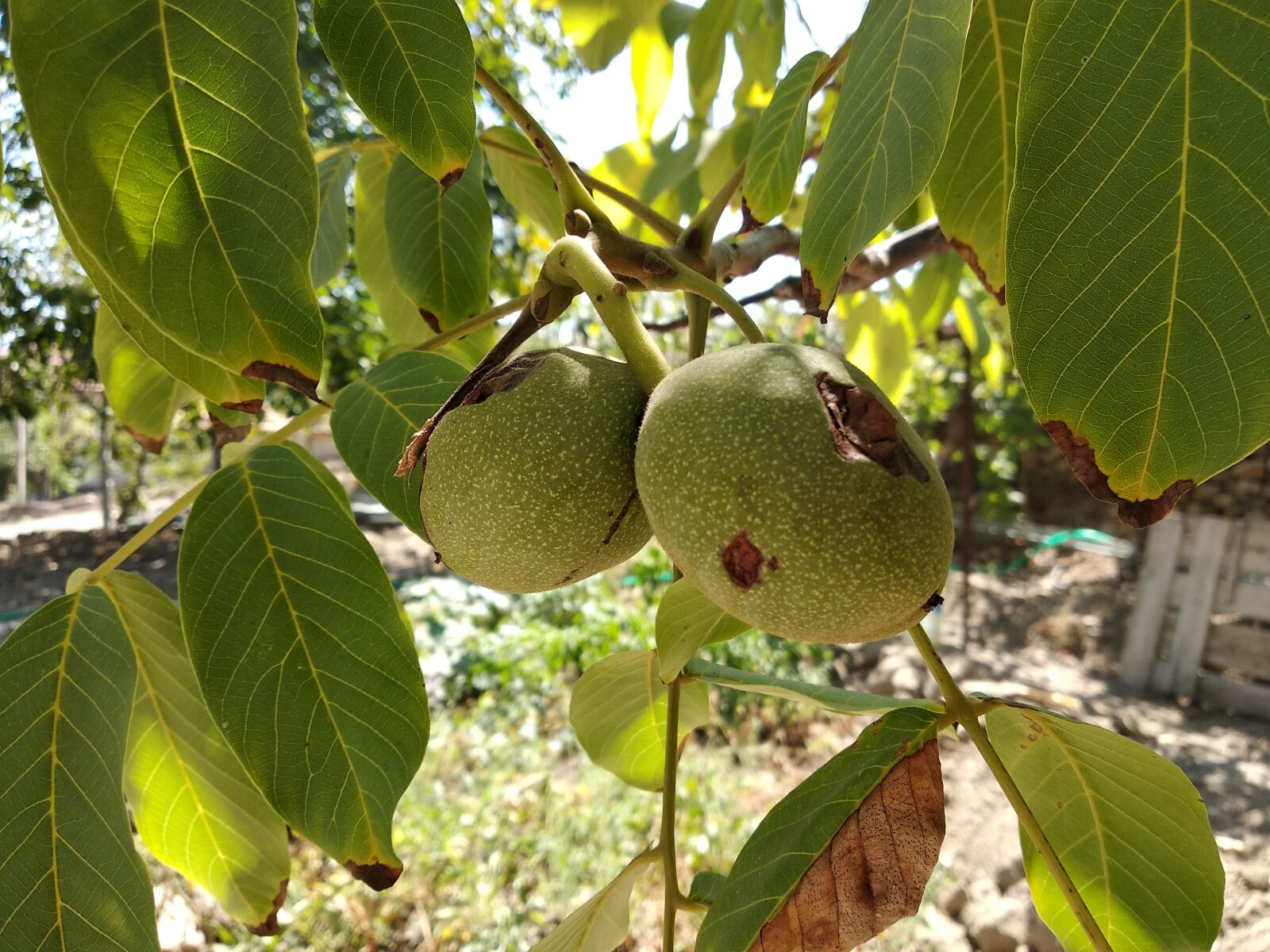 Xiaomi Redmi 5 Plus sample photo. Walnut, walnut tree, tree photography