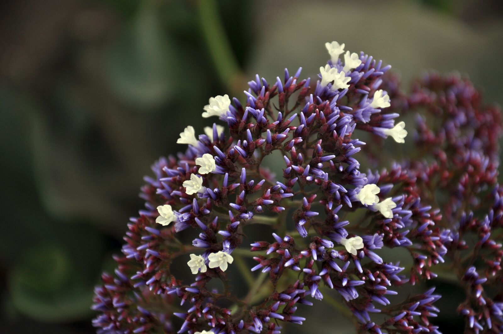 Nikon D90 sample photo. Macro, wild, immortelle photography