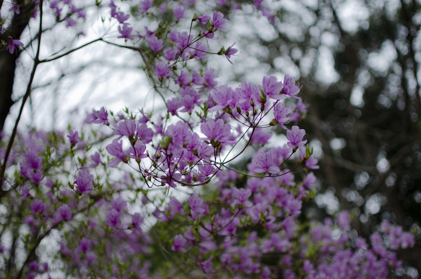 Nikon D5100 sample photo. Japan, cherry blossom, landscape photography