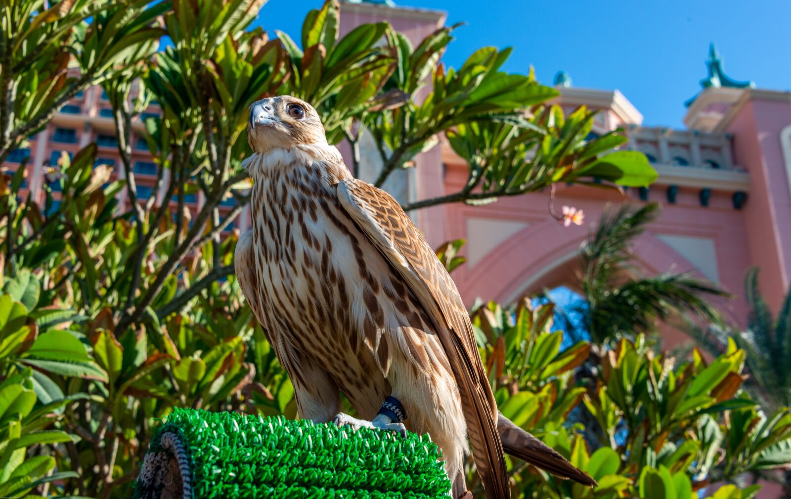 Nikon D800 sample photo. Falcon, bird, predator photography