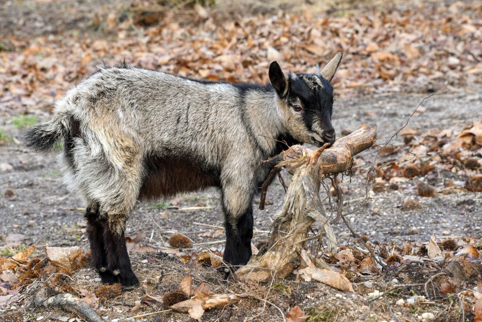 Nikon D500 sample photo. Goat, baby, biquette photography