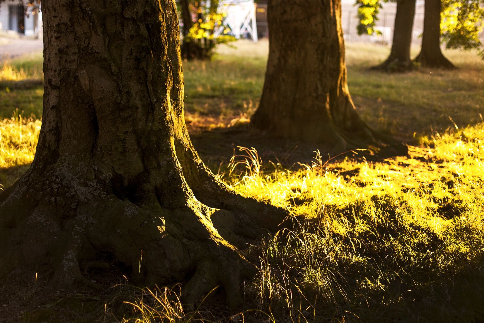 Canon EOS 5D Mark II sample photo. Tree, tree root, nature photography