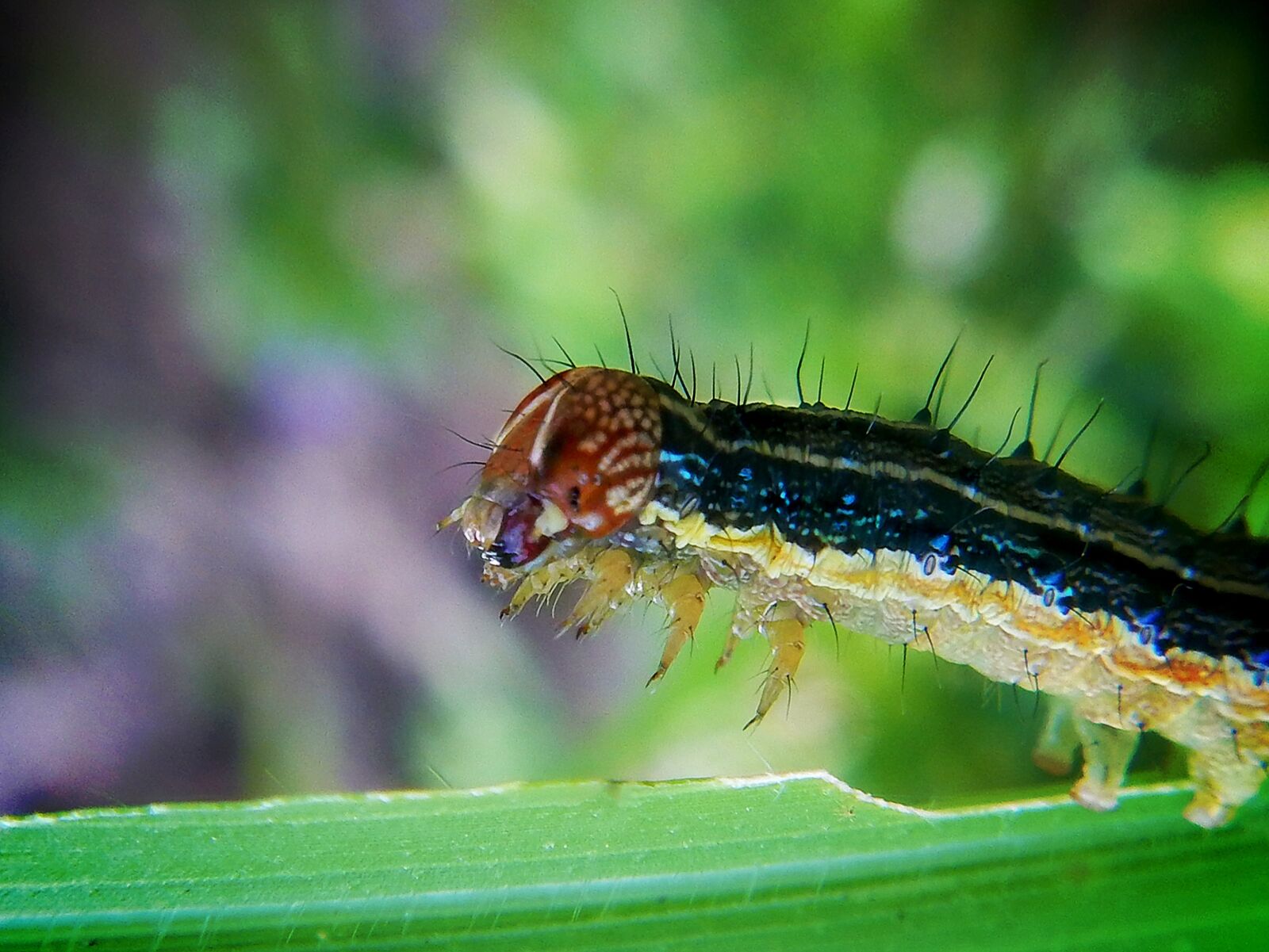 Nikon Coolpix AW110 sample photo. Worm, larva, caterpillar photography