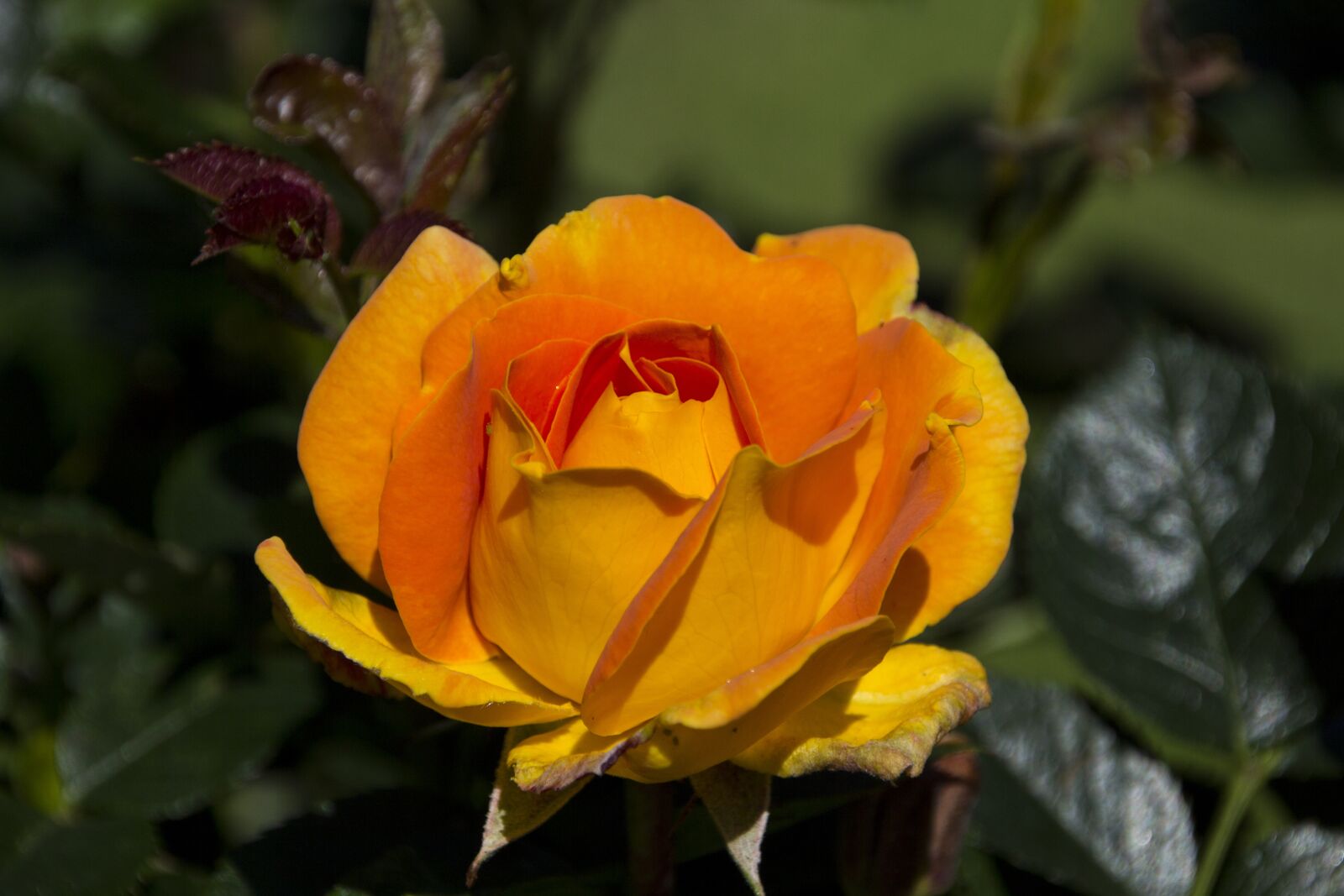 Canon EOS 60D sample photo. Rose, garden, nature photography