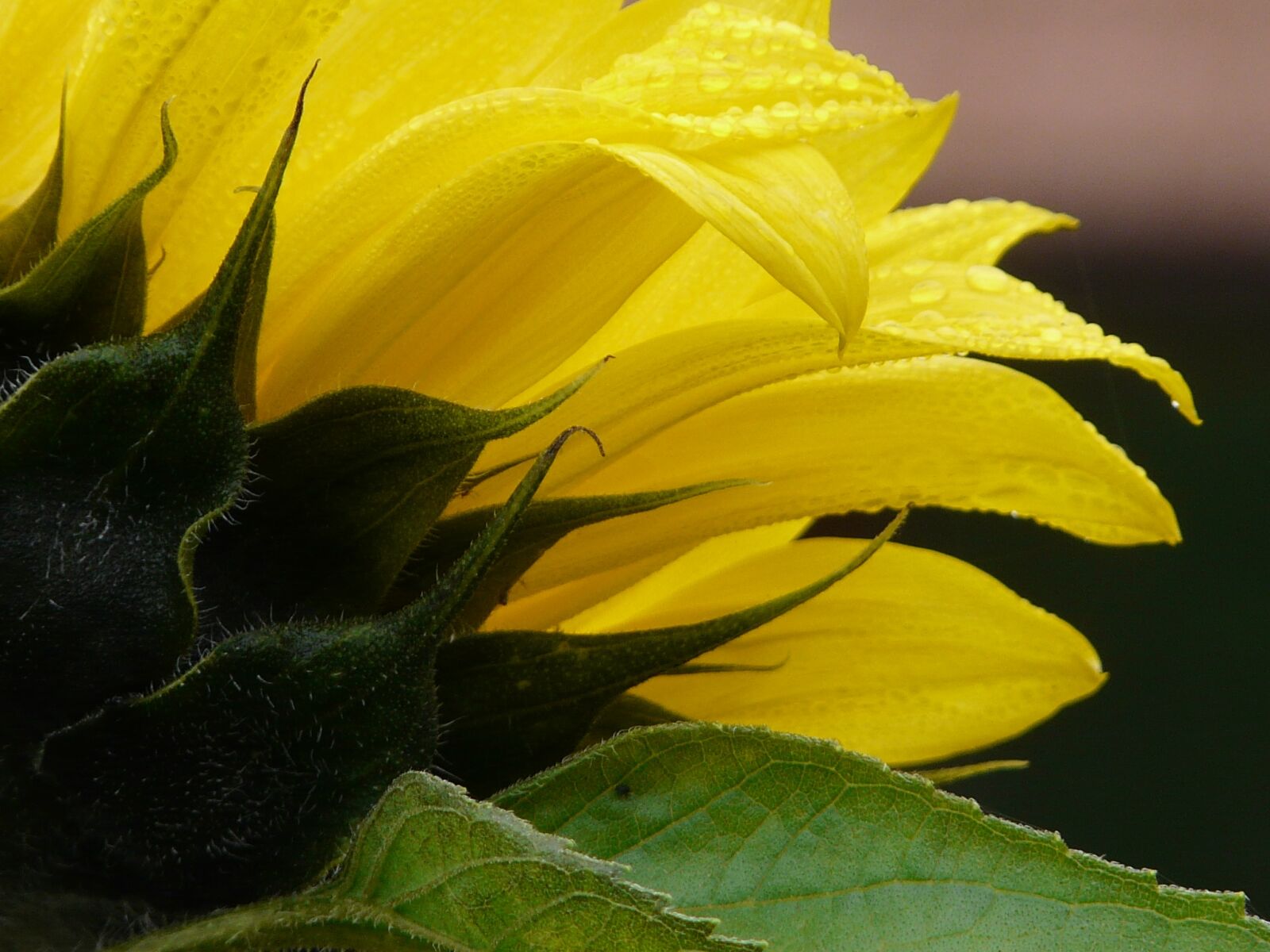 Panasonic DMC-FZ18 sample photo. Sunflower, flower, nature photography
