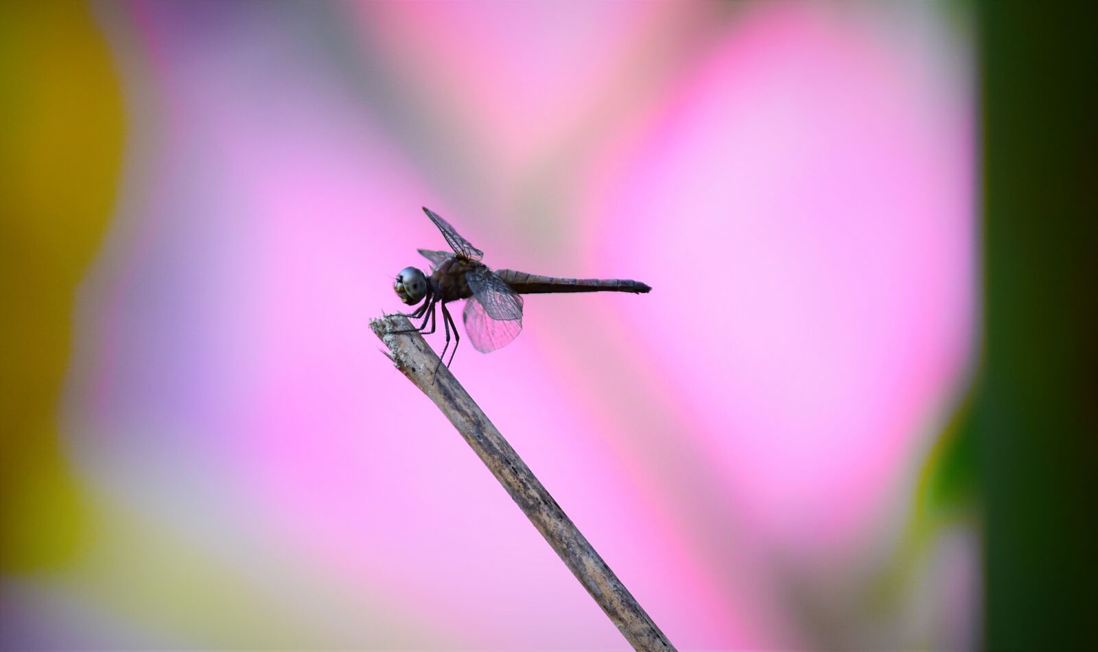 Nikon D5600 sample photo. Insect, fly, nature photography