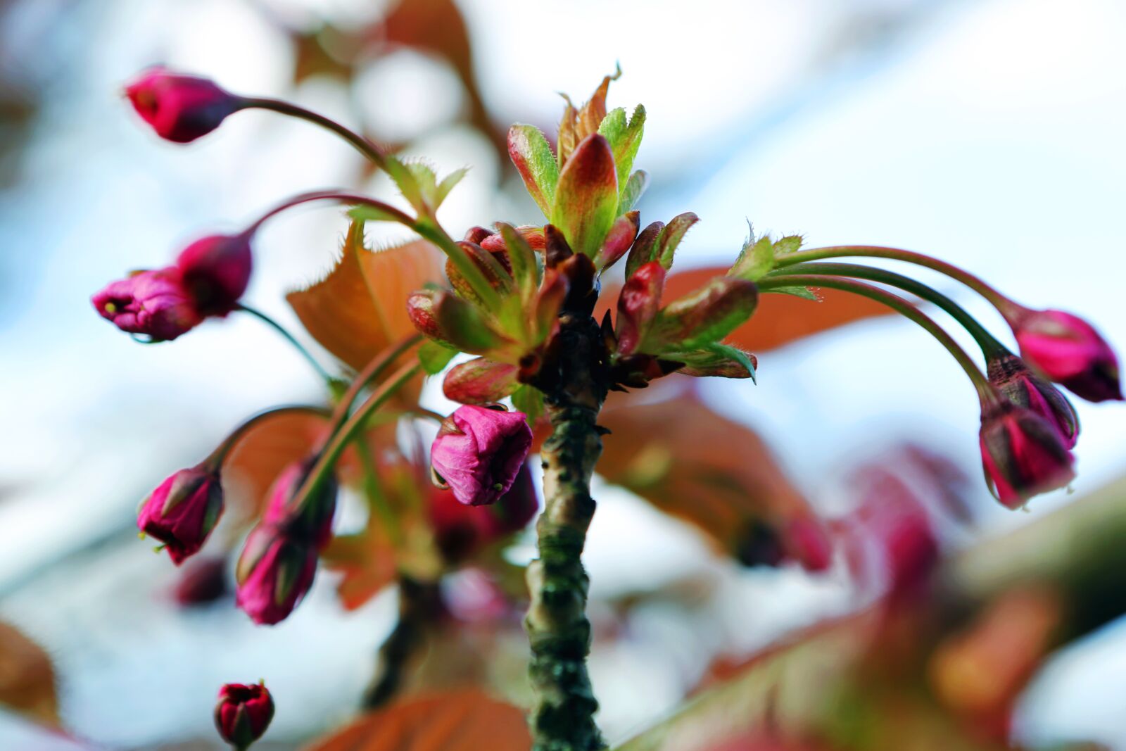 Canon EOS 5D Mark III sample photo. Budding, spring, bud photography