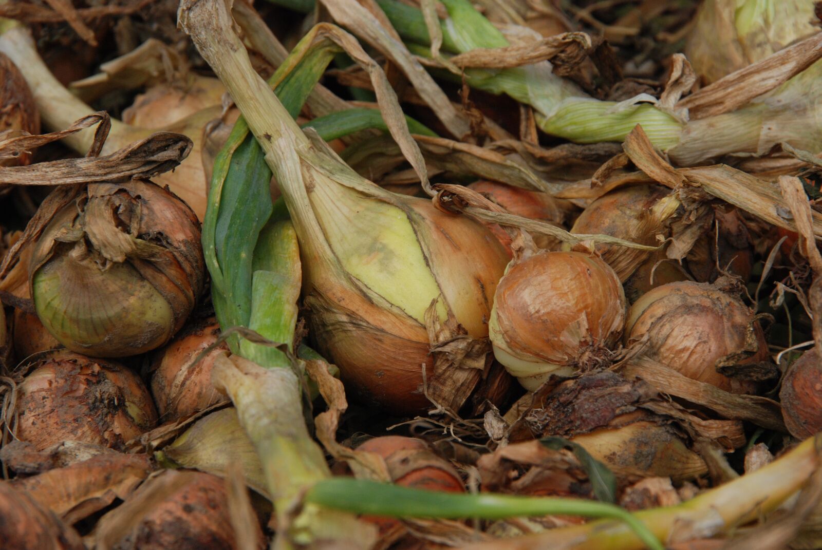 Nikon D80 sample photo. Nature, plant, ui photography