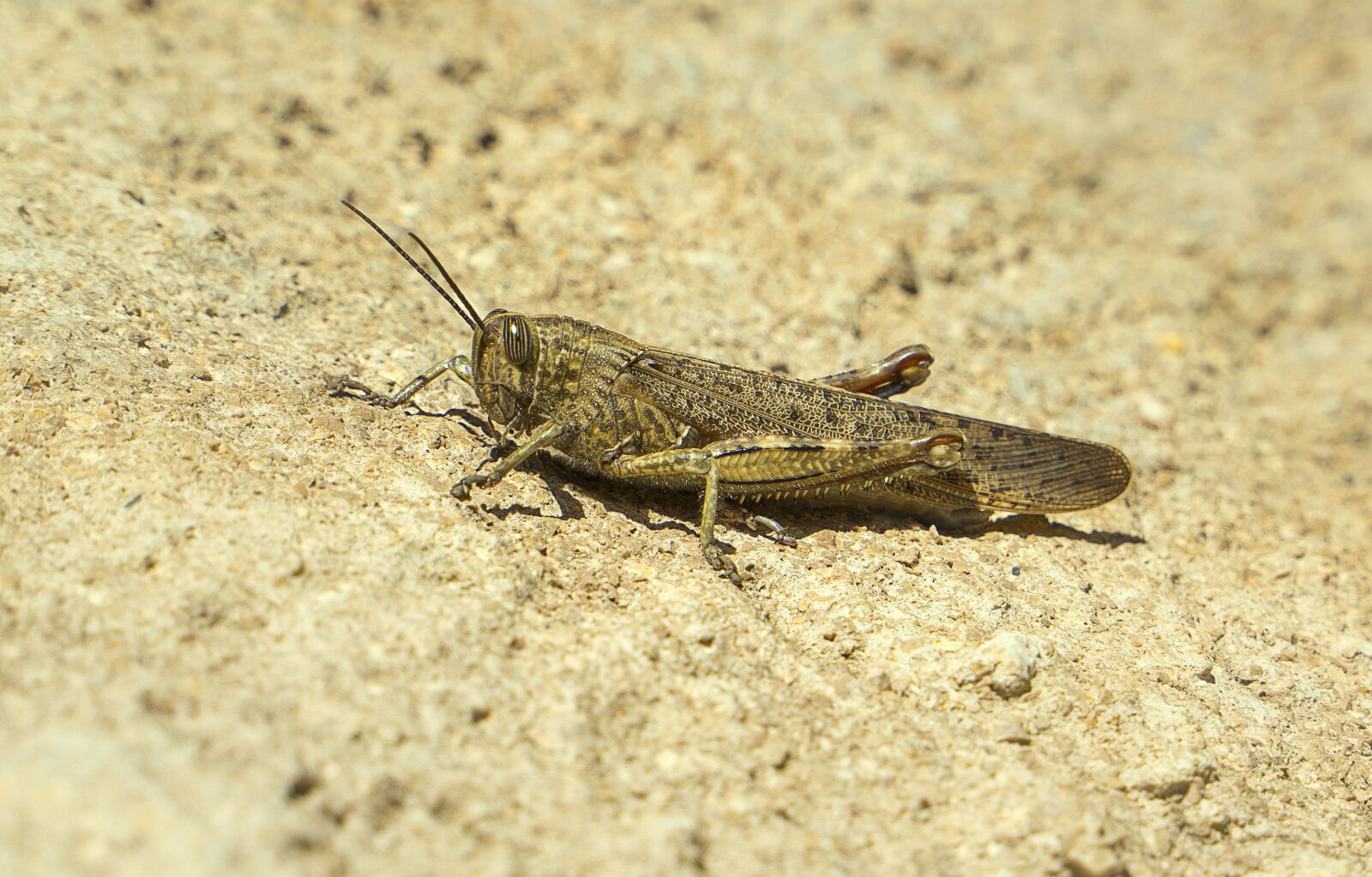 Sony a6000 + Sony E PZ 18-105mm F4 G OSS sample photo. Insect, grasshopper, animals photography