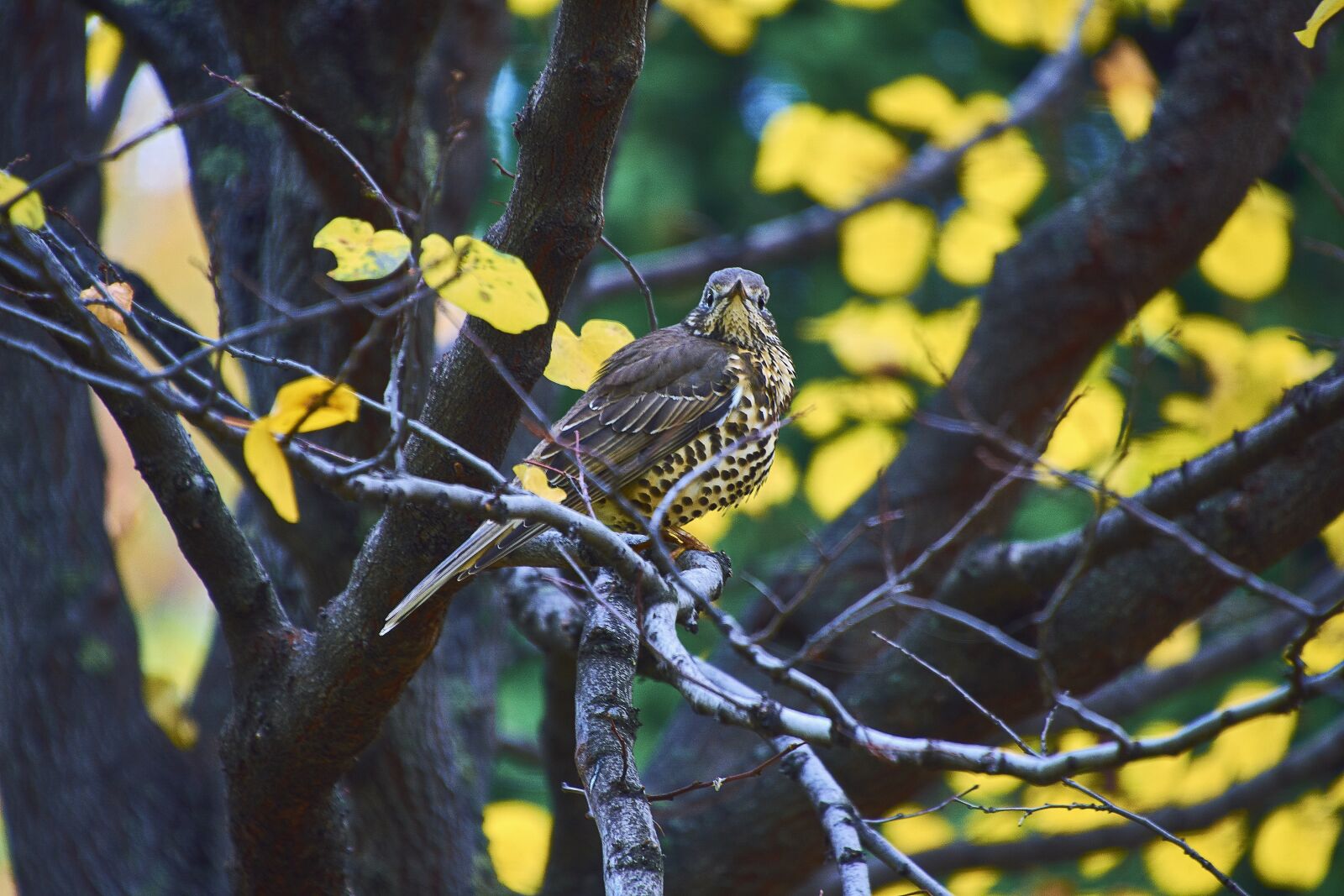 Nikon D7200 sample photo. Nature, birds, peak photography