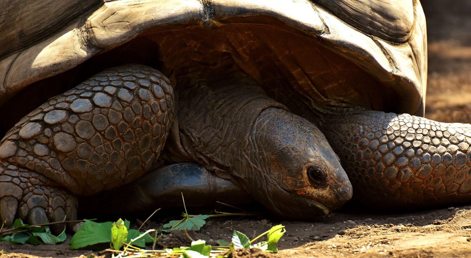 Nikon D7200 sample photo. Giant tortoises, animals, panzer photography