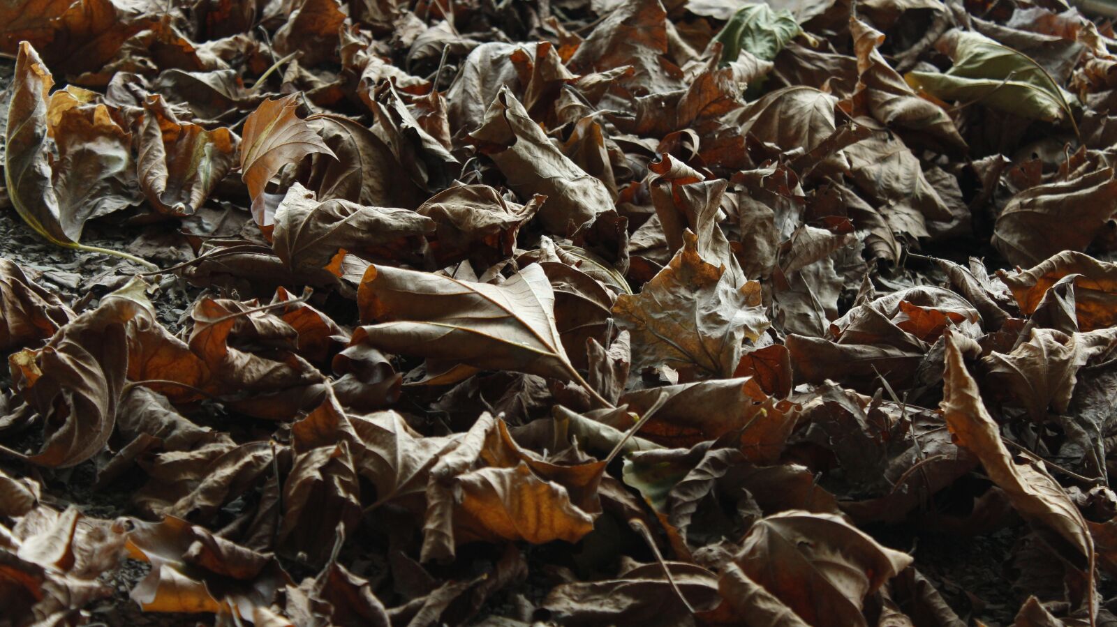 Canon EOS 650D (EOS Rebel T4i / EOS Kiss X6i) sample photo. Autumn, leaves, fall foliage photography