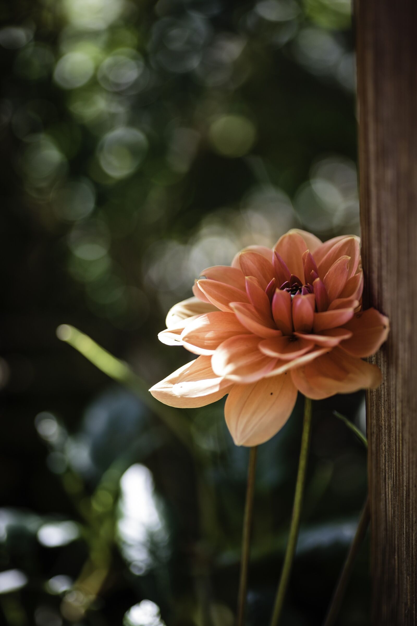 Canon EOS 5D Mark III sample photo. Flower, zurich, garden photography