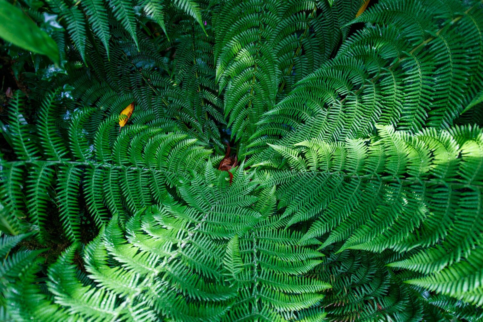 Canon EOS 750D (EOS Rebel T6i / EOS Kiss X8i) sample photo. Fern, leaves, green photography