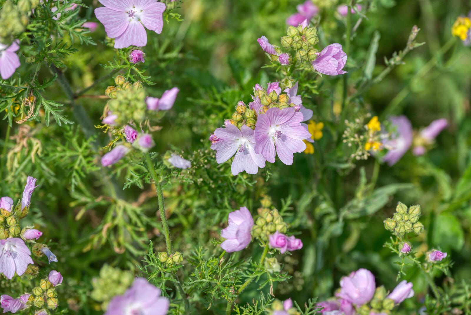 Nikon D750 sample photo. Flower meadow, geranium, cranesbill photography