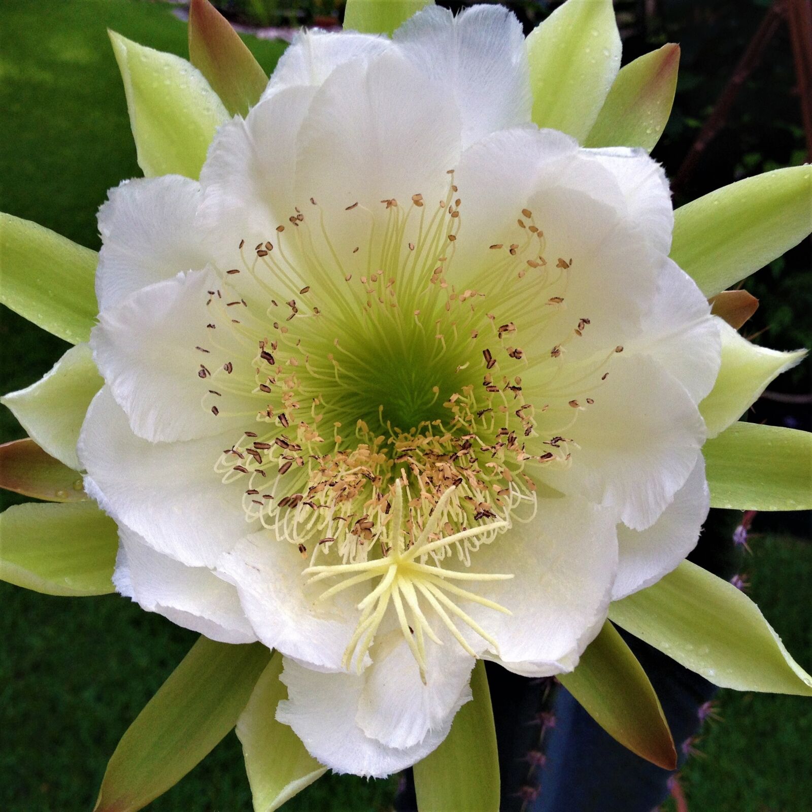 iPhone 4S back camera 4.28mm f/2.4 sample photo. Bloom, cactus, succulent photography