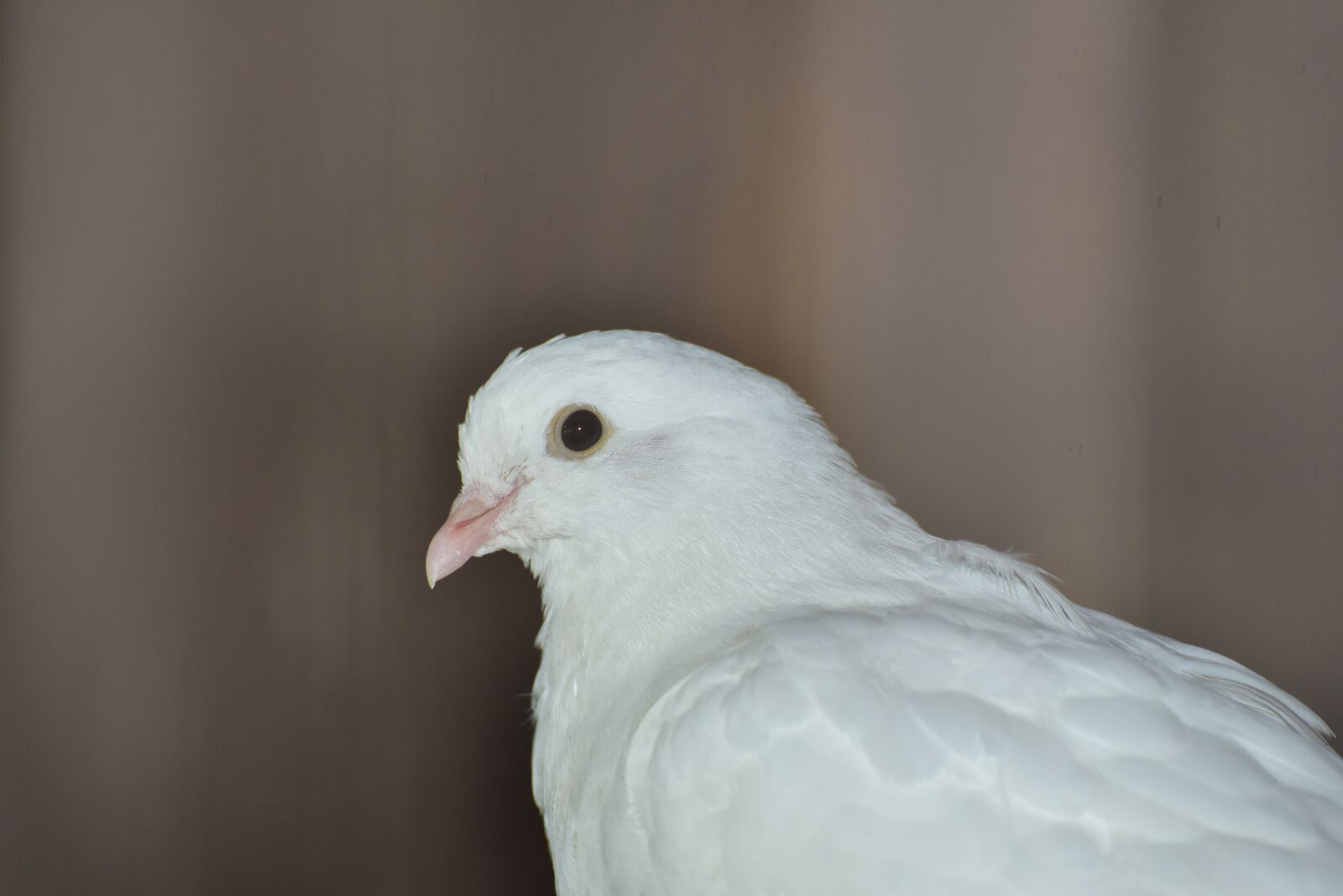 Nikon D750 sample photo. Dove, white, bird photography