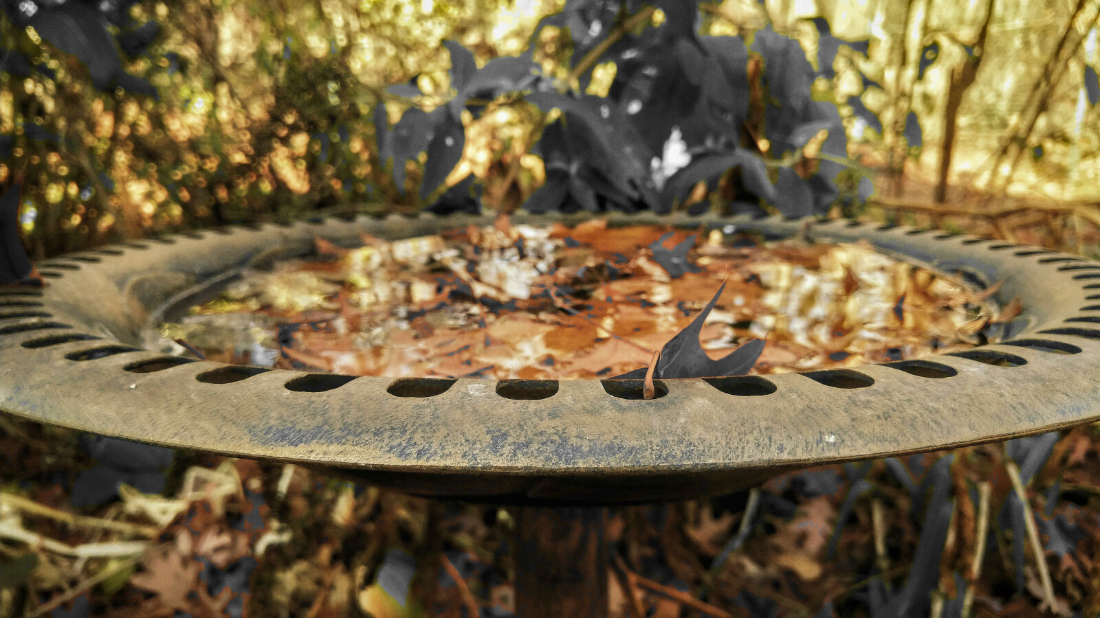 LG G4 sample photo. Autumn, bird, fall, feeder photography