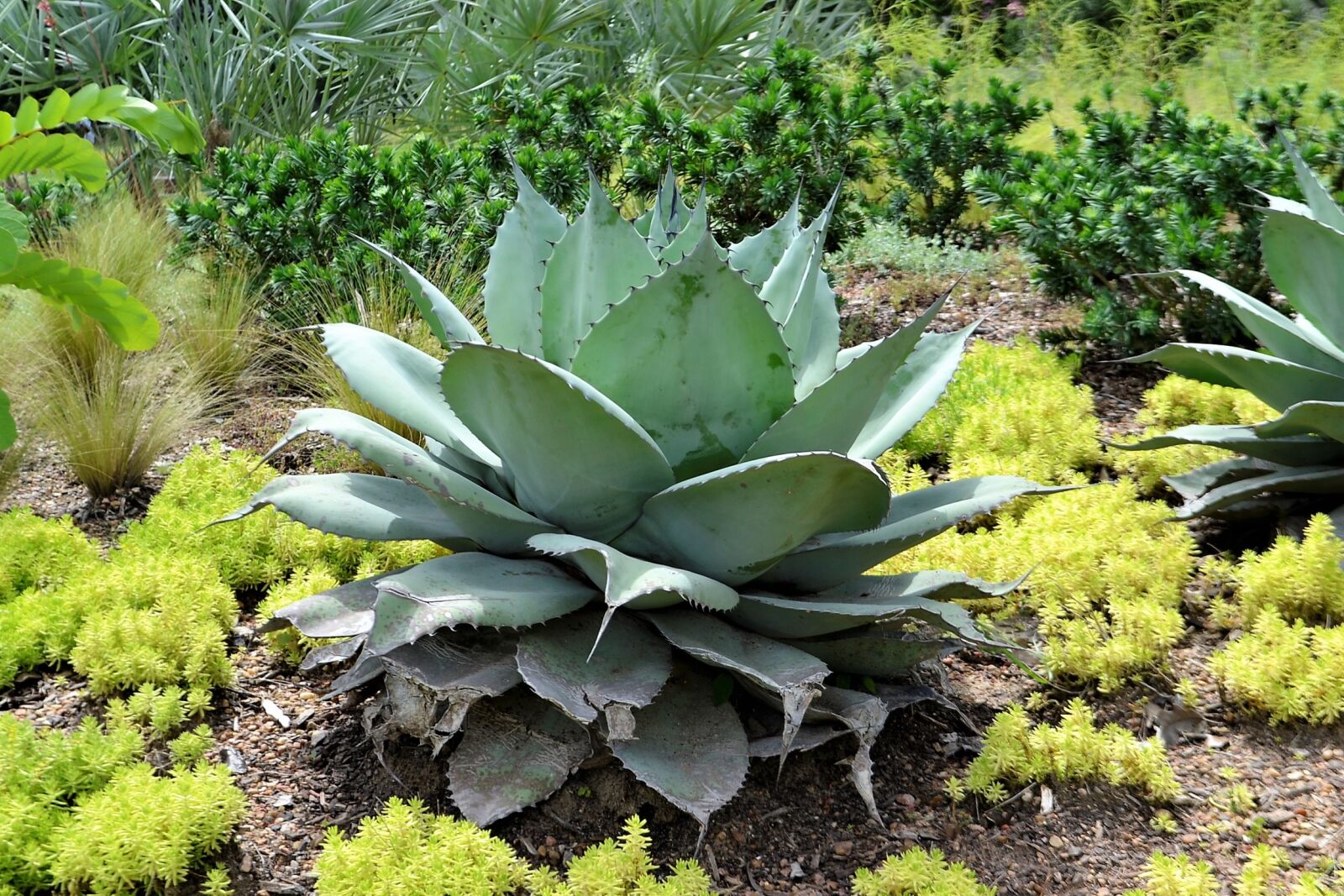 Nikon D3100 sample photo. Cactus plants, botanical garden photography