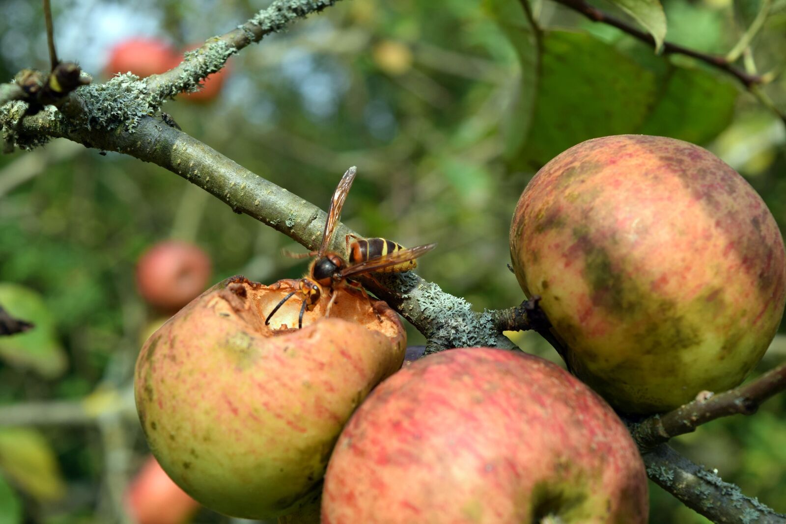 Nikon D3300 sample photo. Wasp, apple, insect photography