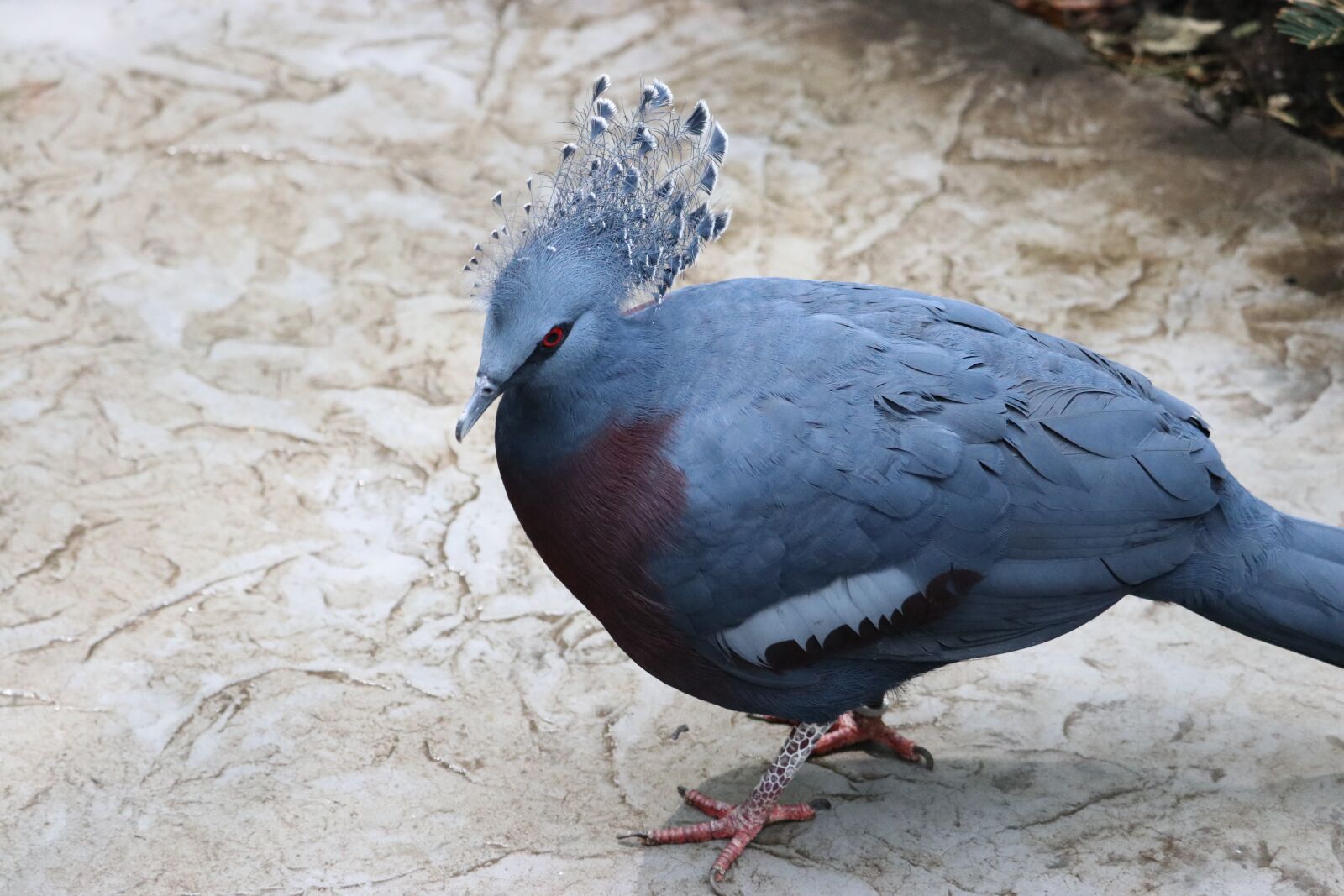 Canon EF-S 55-250mm F4-5.6 IS STM sample photo. Western crowned pigeon, common photography