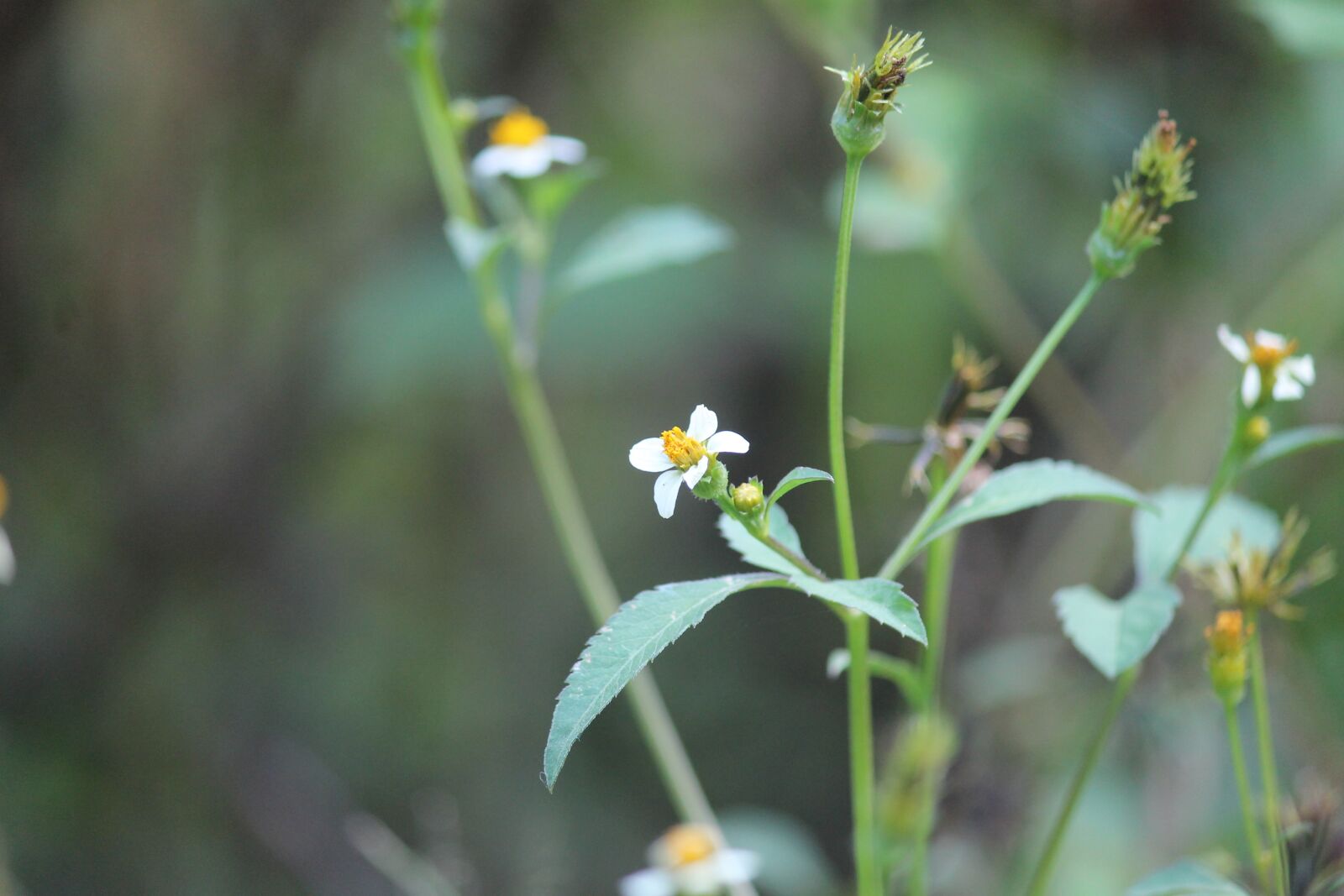 Canon EOS 1100D (EOS Rebel T3 / EOS Kiss X50) sample photo. Southflower, flower, smallflower photography