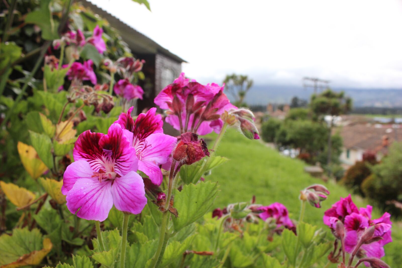 Canon EOS 600D (Rebel EOS T3i / EOS Kiss X5) sample photo. Color, fuchsia, nature photography