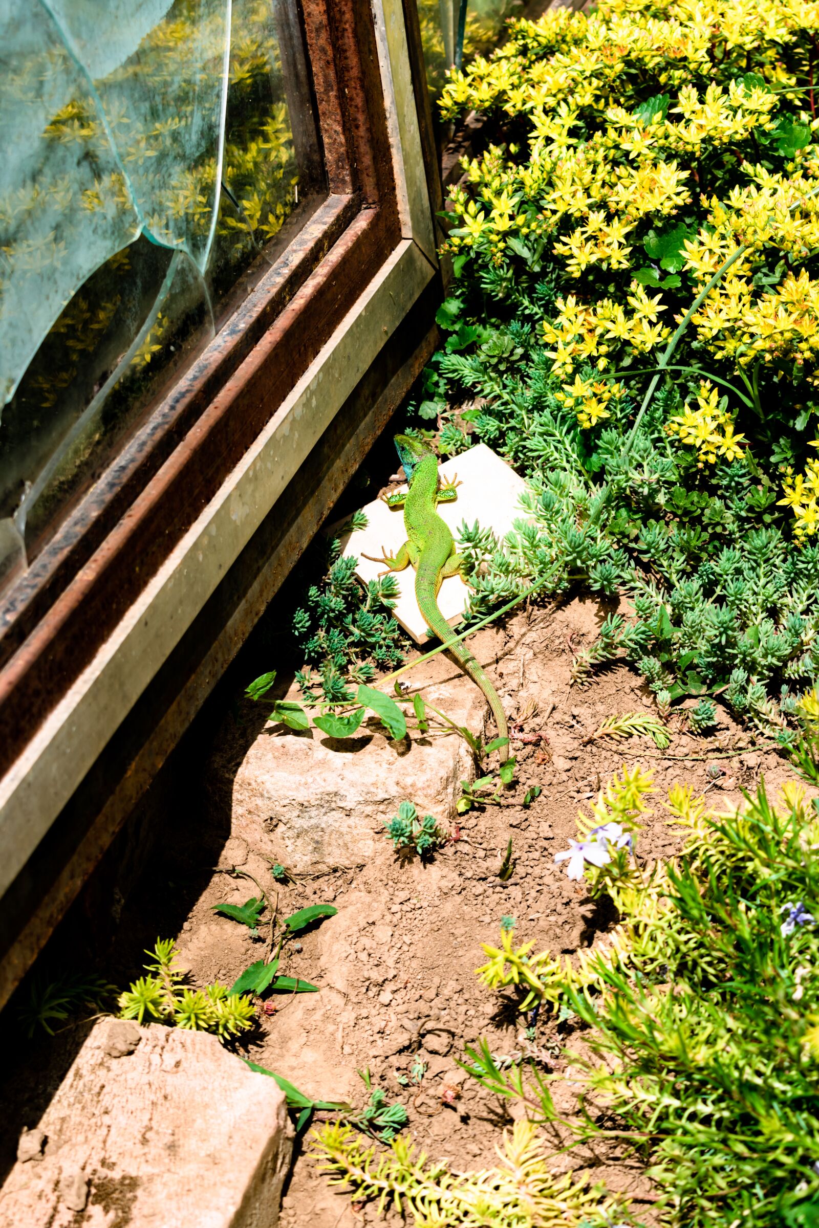 Nikon D5600 sample photo. Lizard, spring, reptile photography