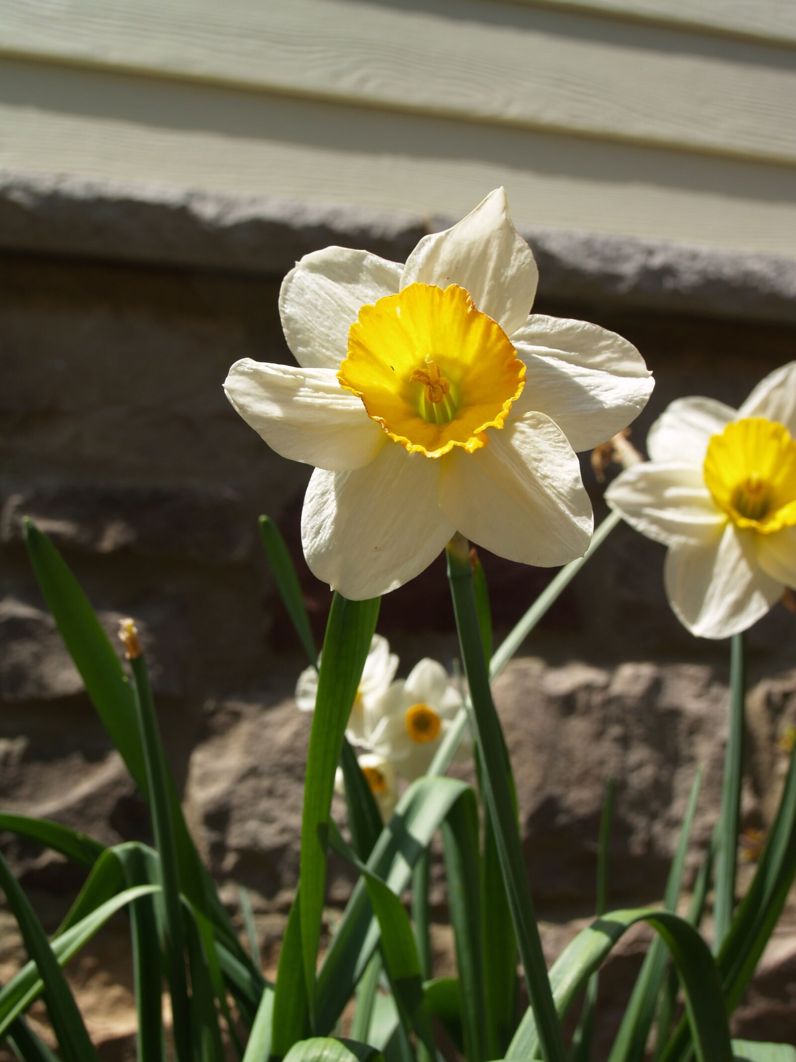 Olympus E-500 (EVOLT E-500) sample photo. Flowers, spring, yard photography