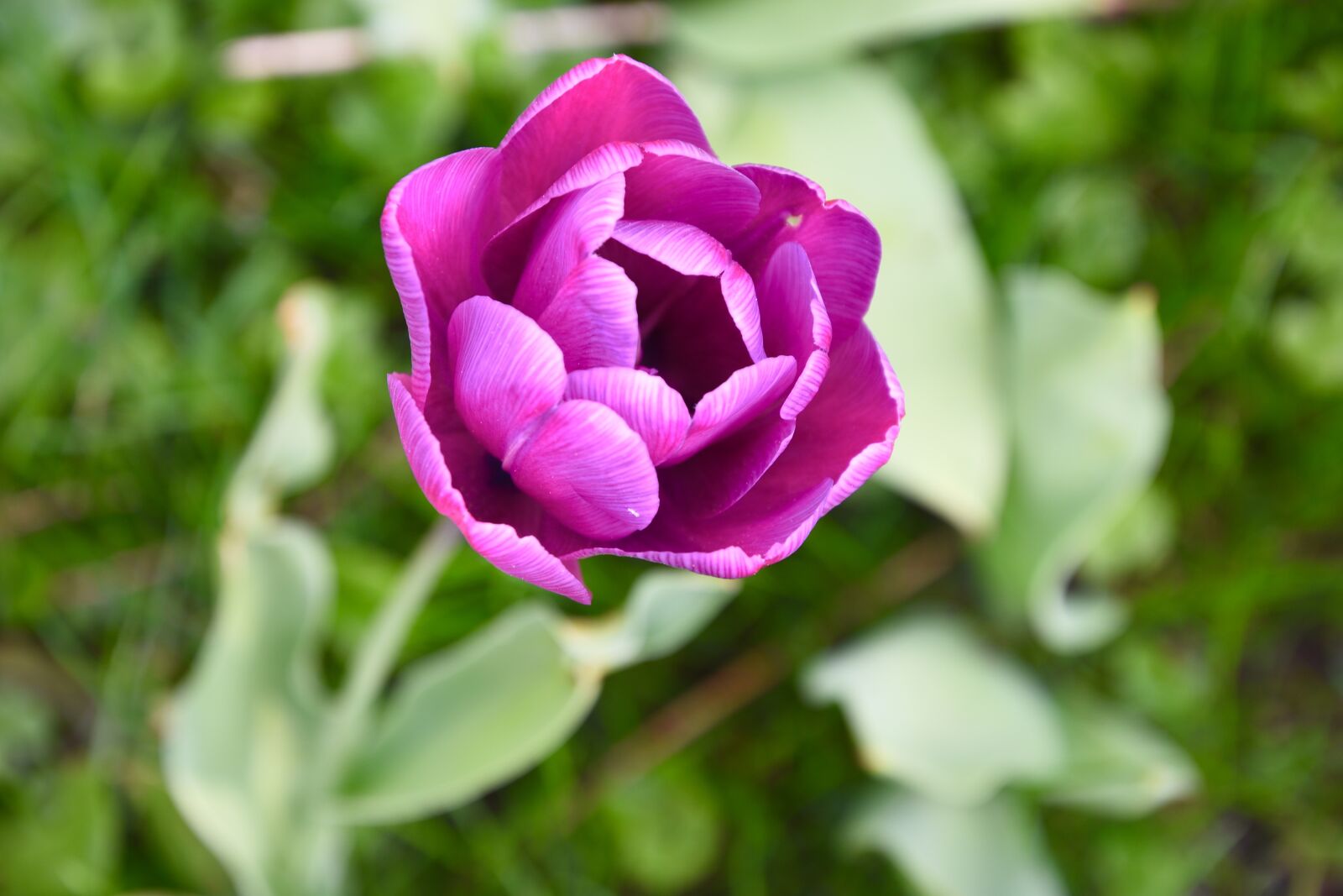 Nikon D7200 sample photo. Spring, purple, tulip photography