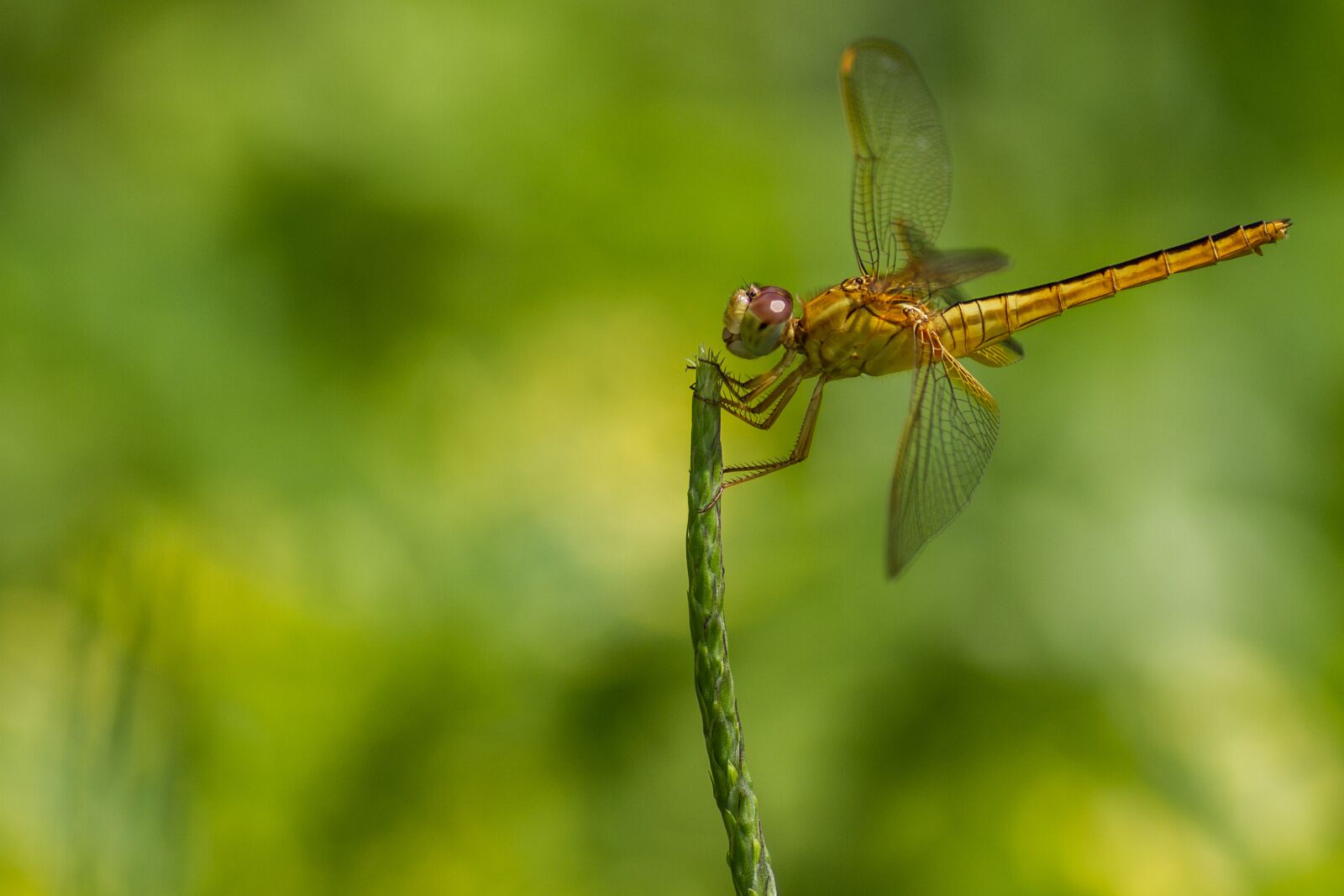 Canon EOS 7D sample photo. Dragonfly, nature, green photography