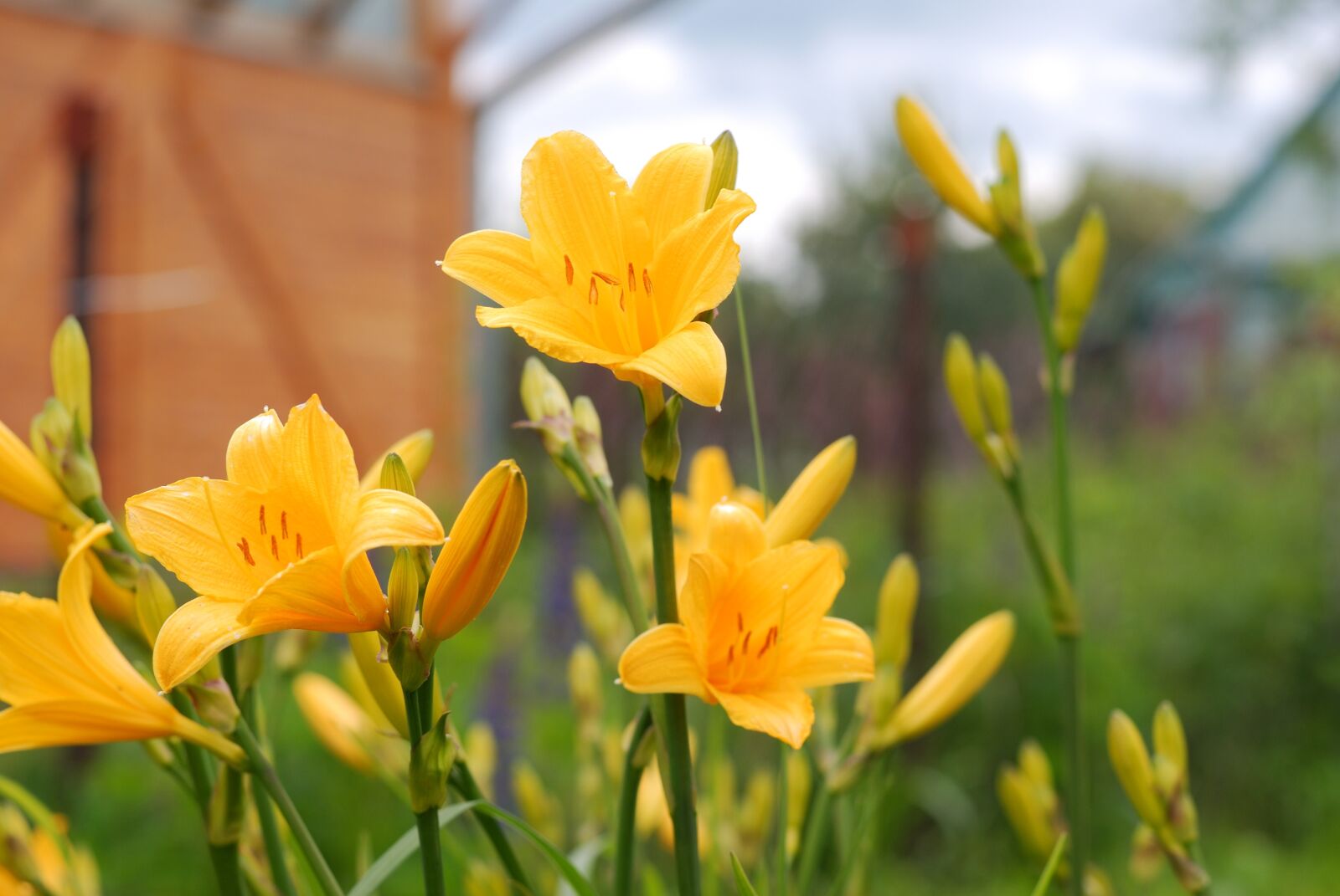 Nikon D60 sample photo. Lily, flower, color photography
