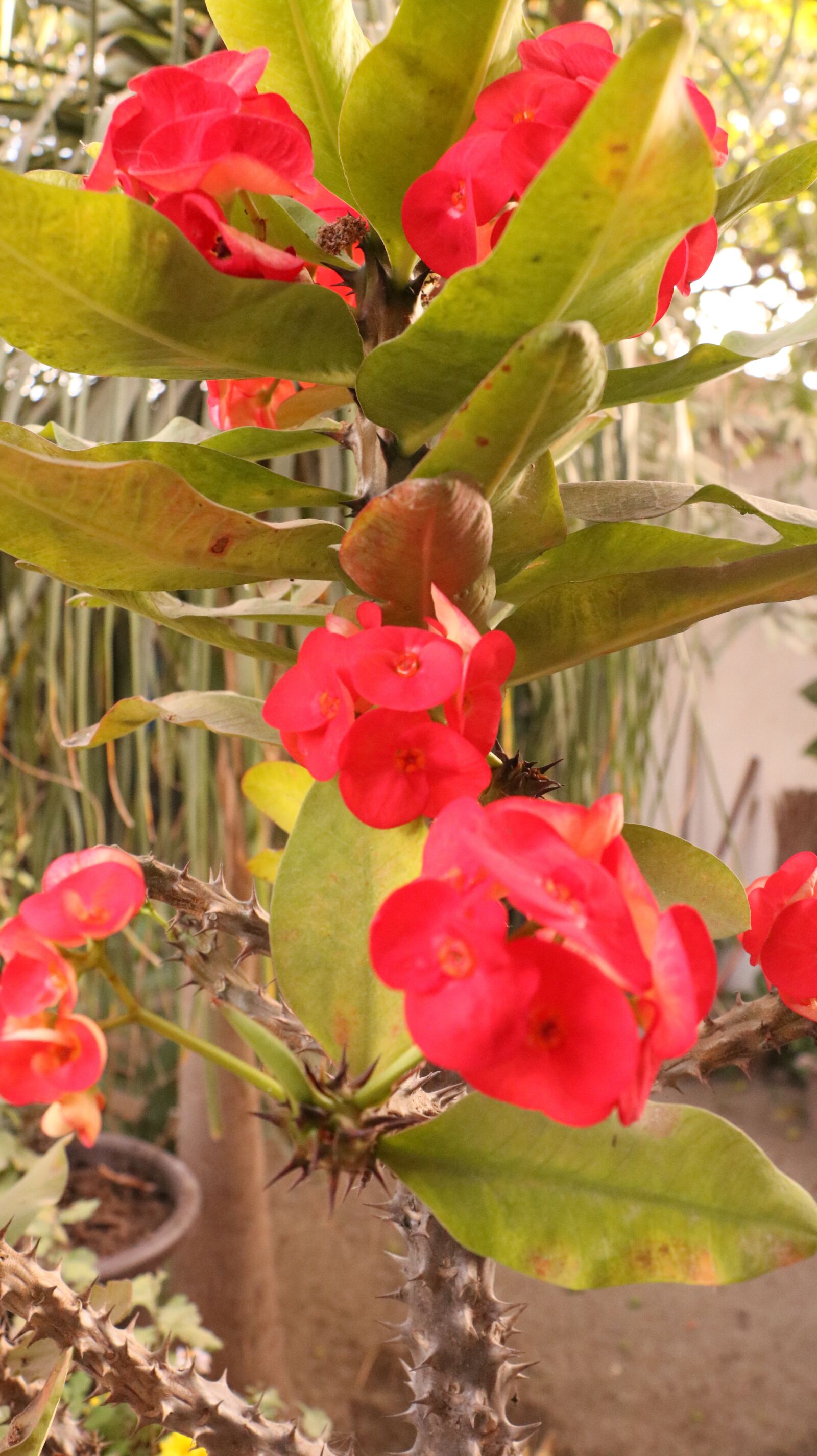 Canon EOS 750D (EOS Rebel T6i / EOS Kiss X8i) sample photo. Flowers, garden, plant photography