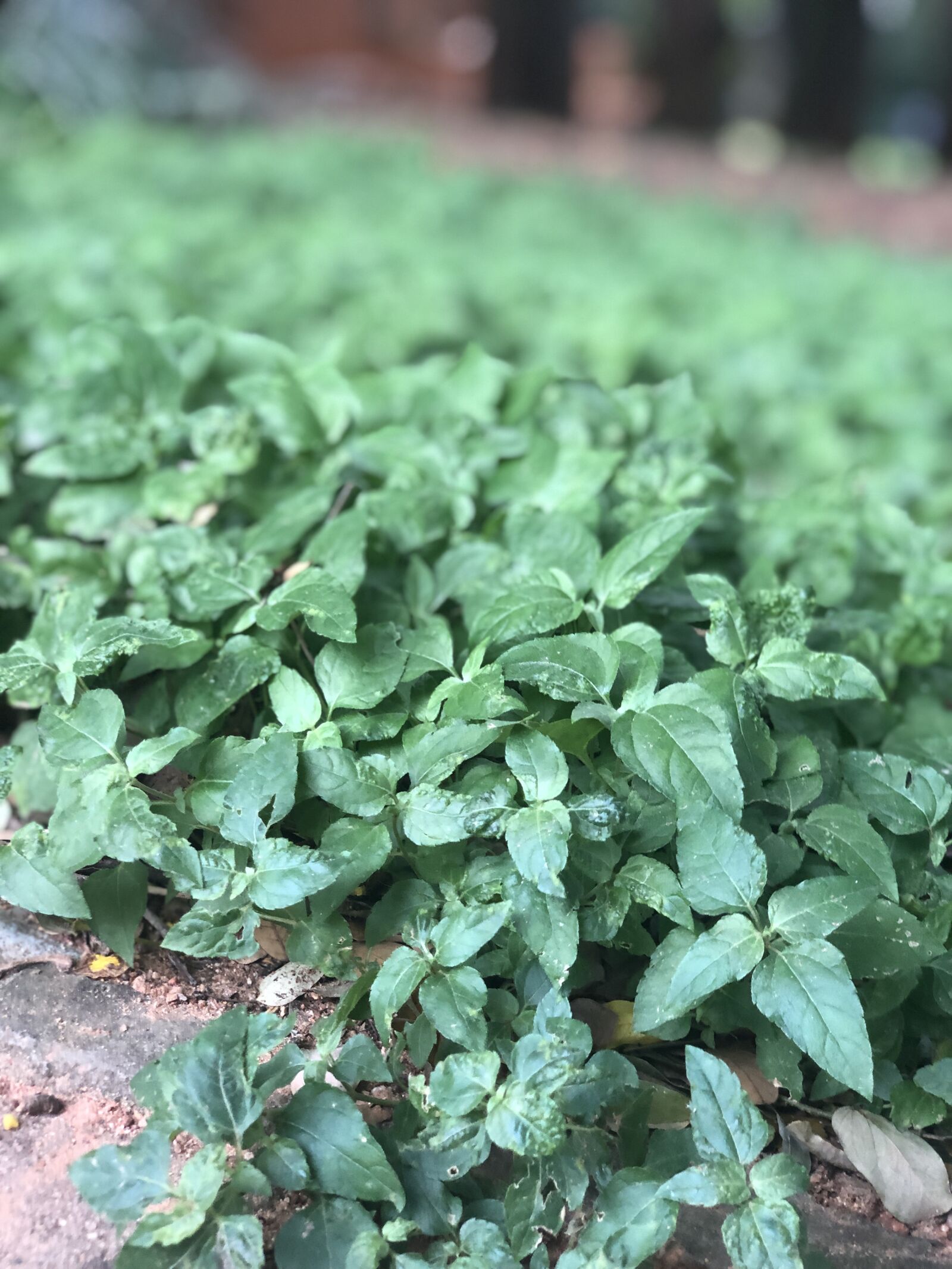 Apple iPhone X sample photo. Plant, bush, leaves photography
