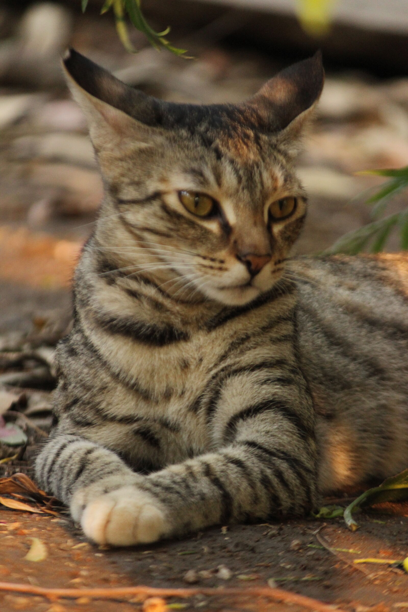 Canon EOS 600D (Rebel EOS T3i / EOS Kiss X5) sample photo