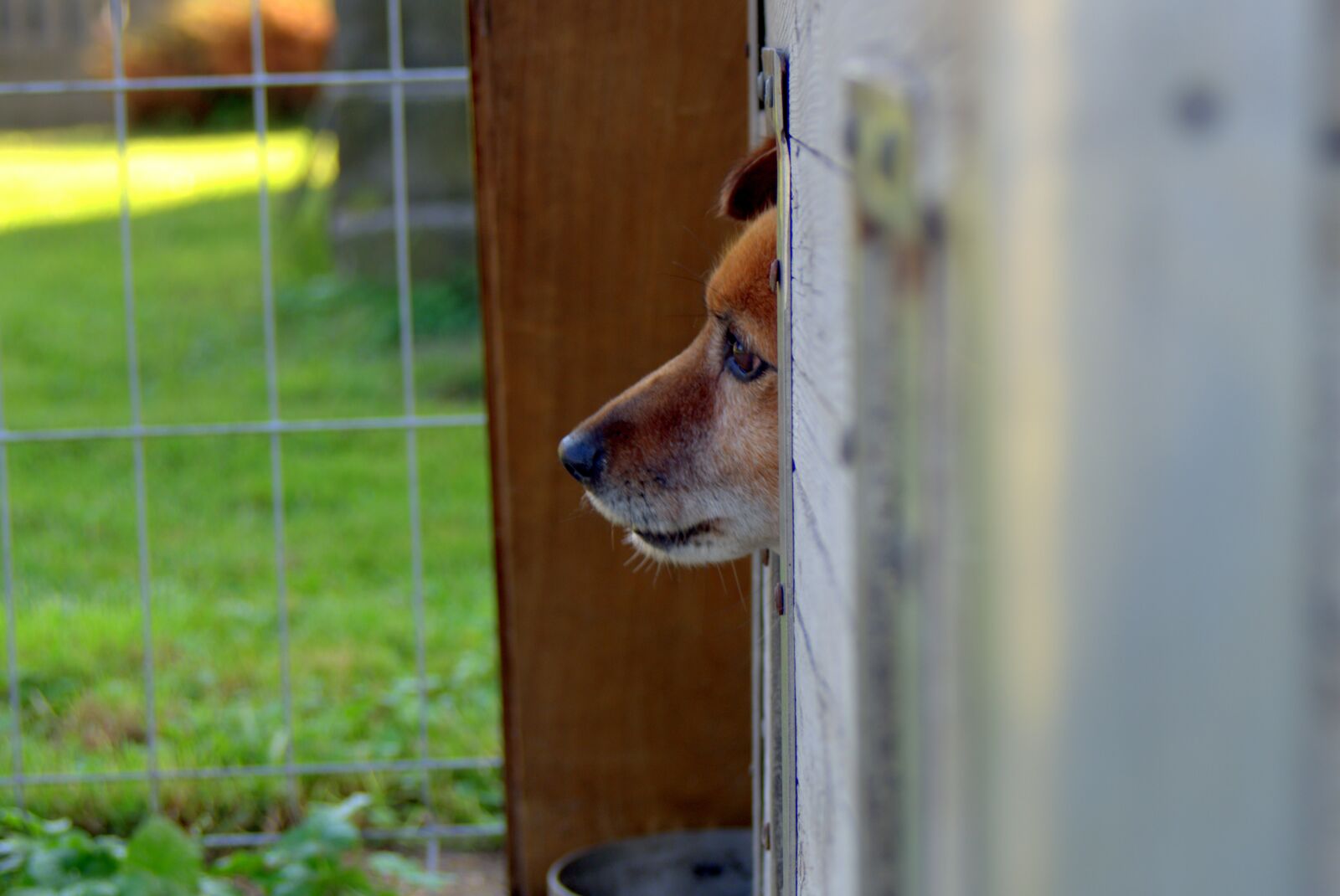 Pentax K-S2 sample photo. Animal shelter, dog, sad photography