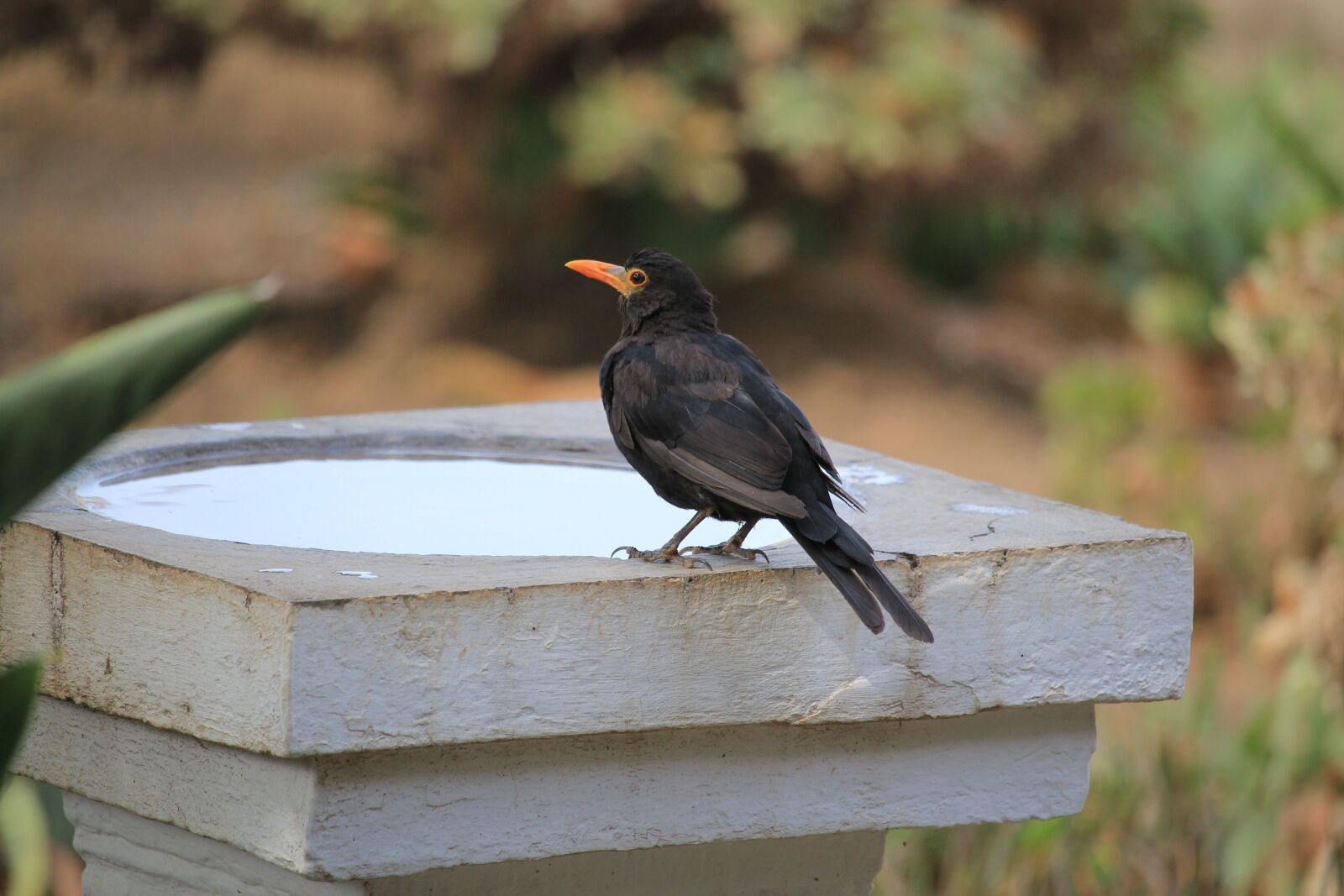 Canon EOS 550D (EOS Rebel T2i / EOS Kiss X4) sample photo. Blackbird, nature, bird photography