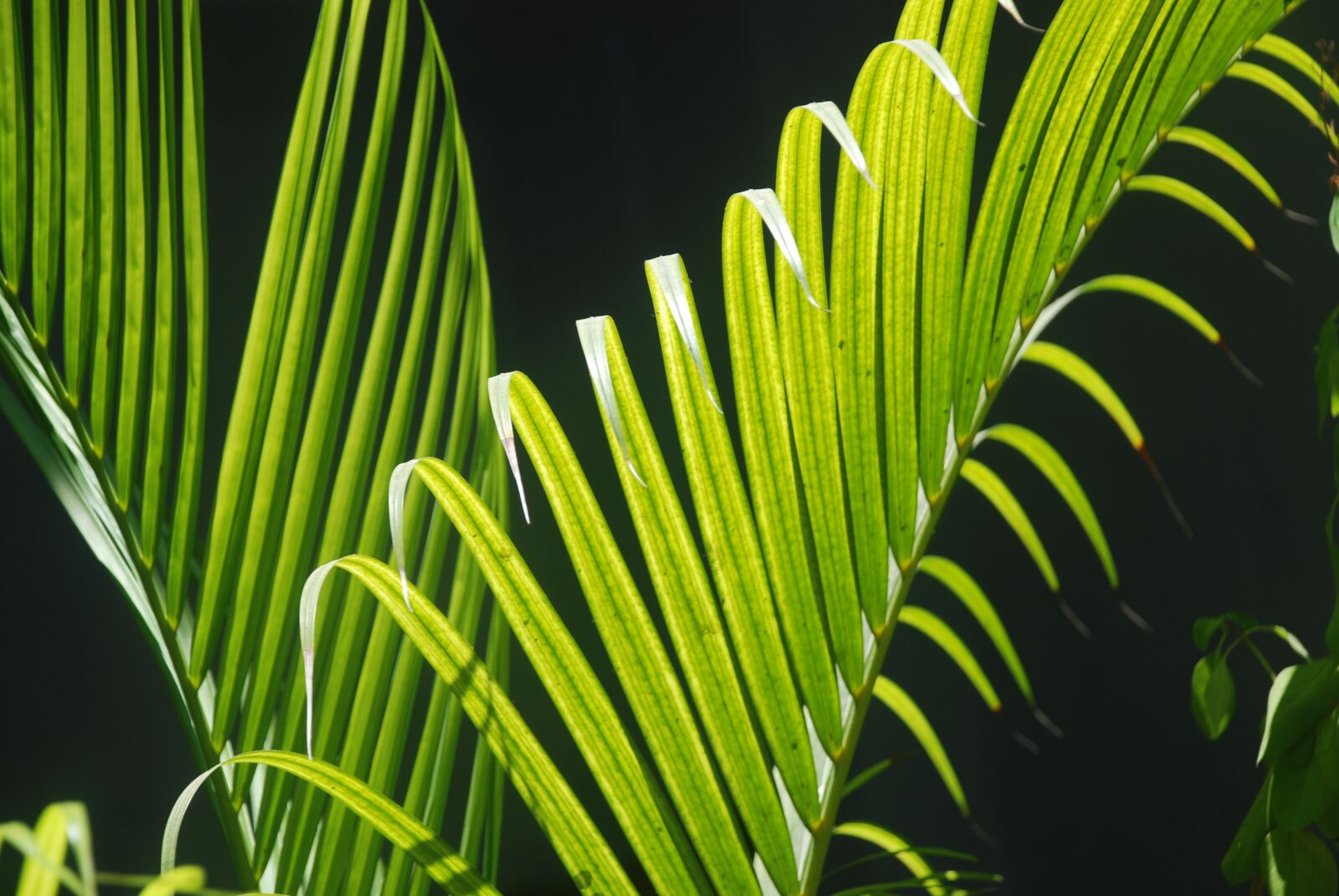 Nikon D80 sample photo. Plant, leaves, foliage photography