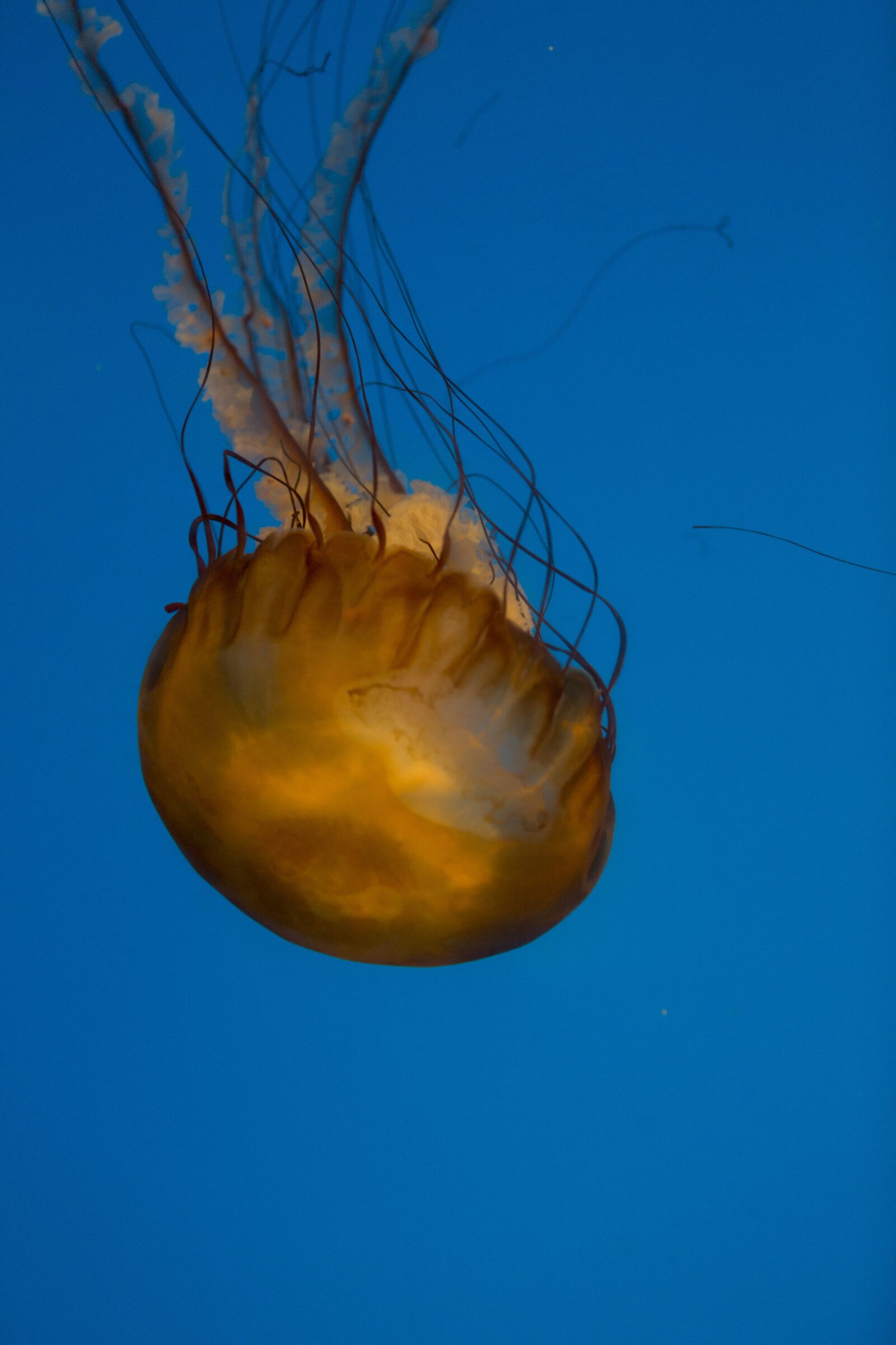 Canon EOS 5D Mark III sample photo. Medusa, aquarium, jellyfish photography