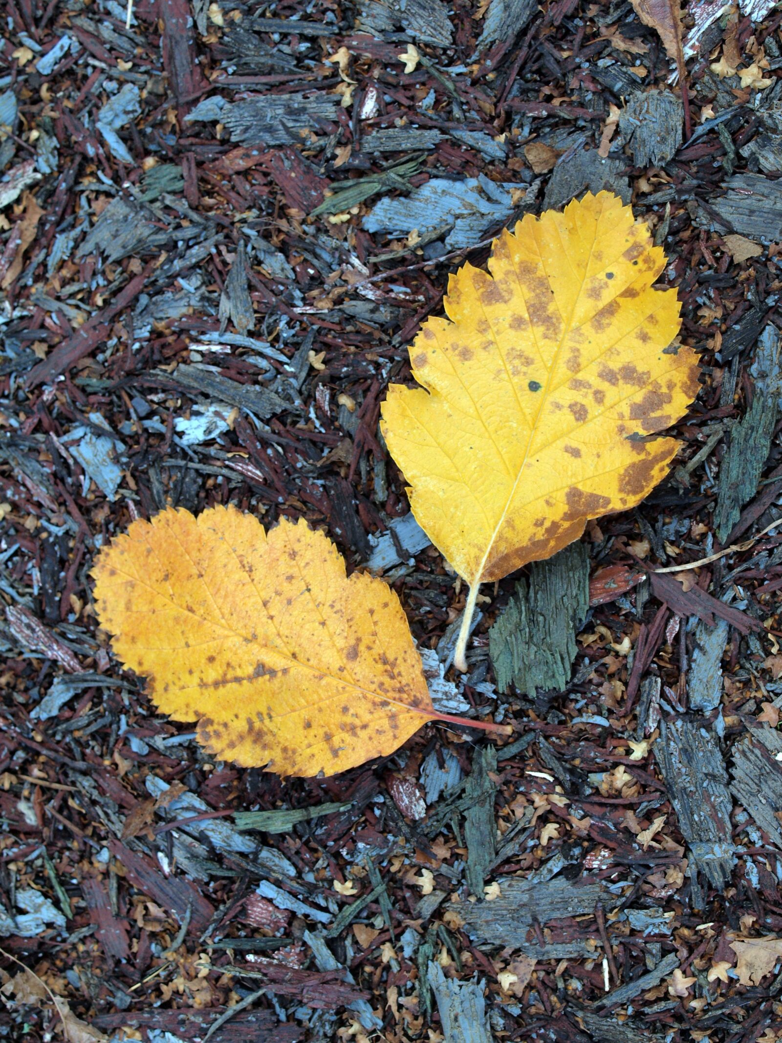 Olympus E-520 (EVOLT E-520) sample photo. Leaves, autumn, nature photography