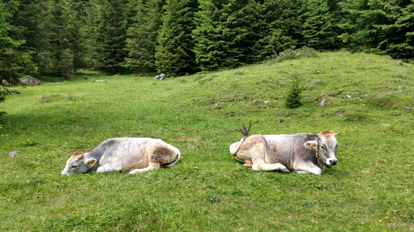 Motorola Moto G (4) sample photo. Cows, green, mucche, nature photography