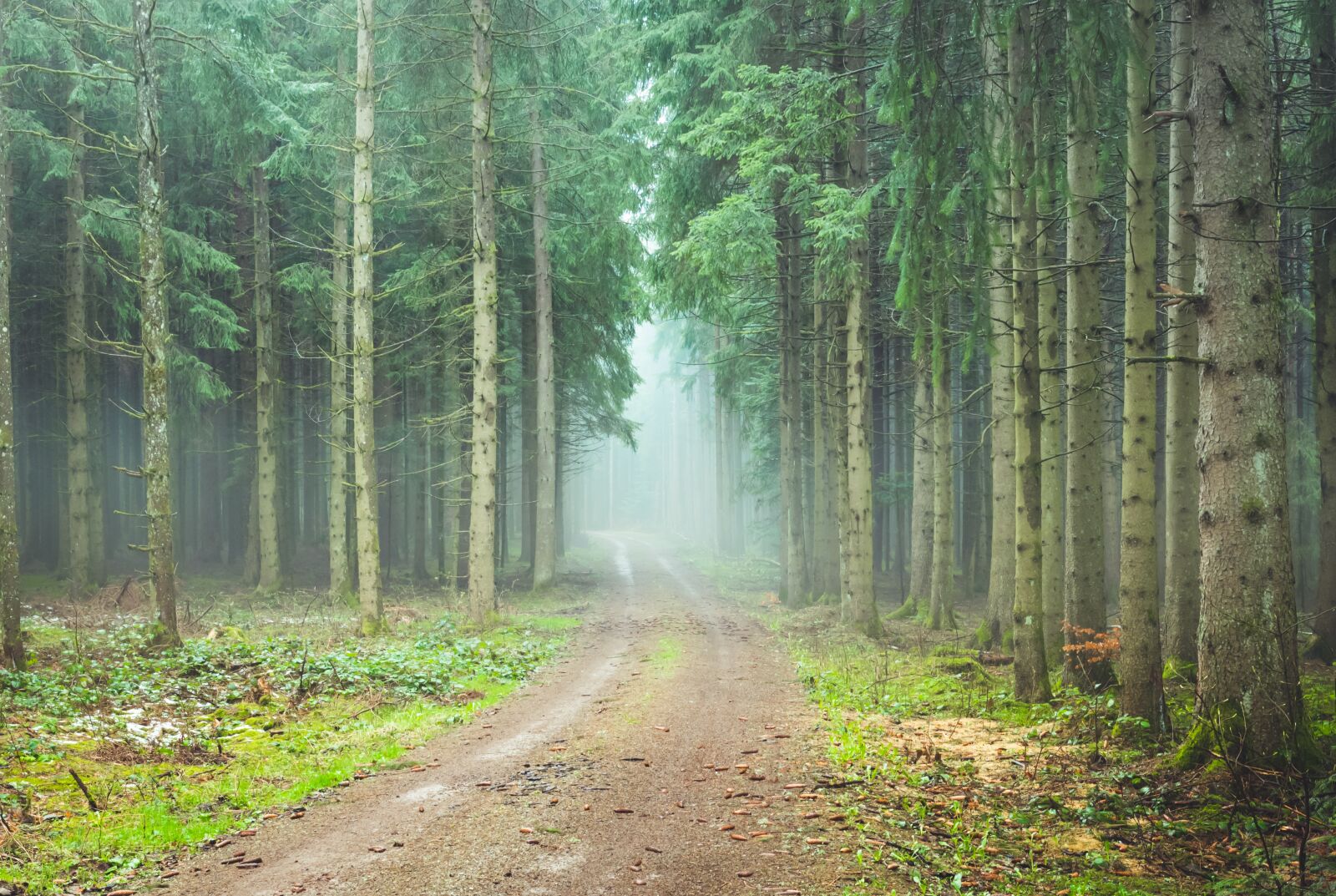 Nikon D750 sample photo. Forest path, foggy, trueb photography