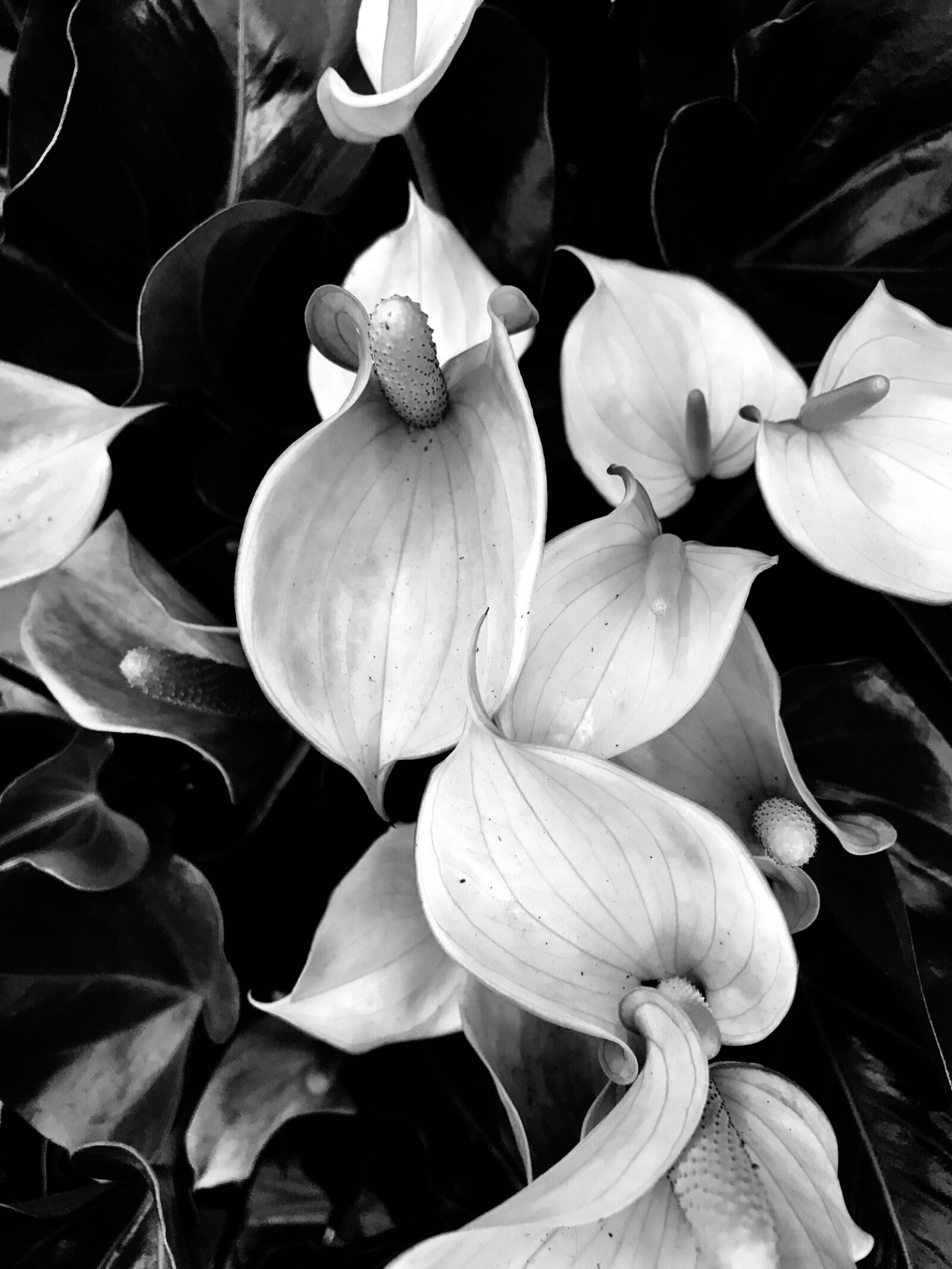 Apple iPhone 7 sample photo. Nature, flower, desktop photography