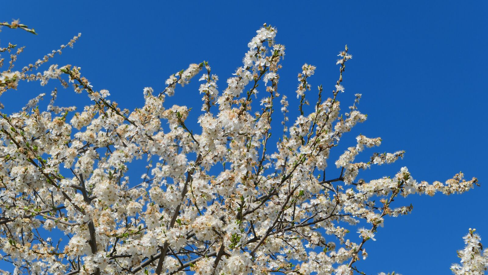 Panasonic Lumix DMC-LX10 (Lumix DMC-LX15) sample photo. Mirabelka, plum, tree photography