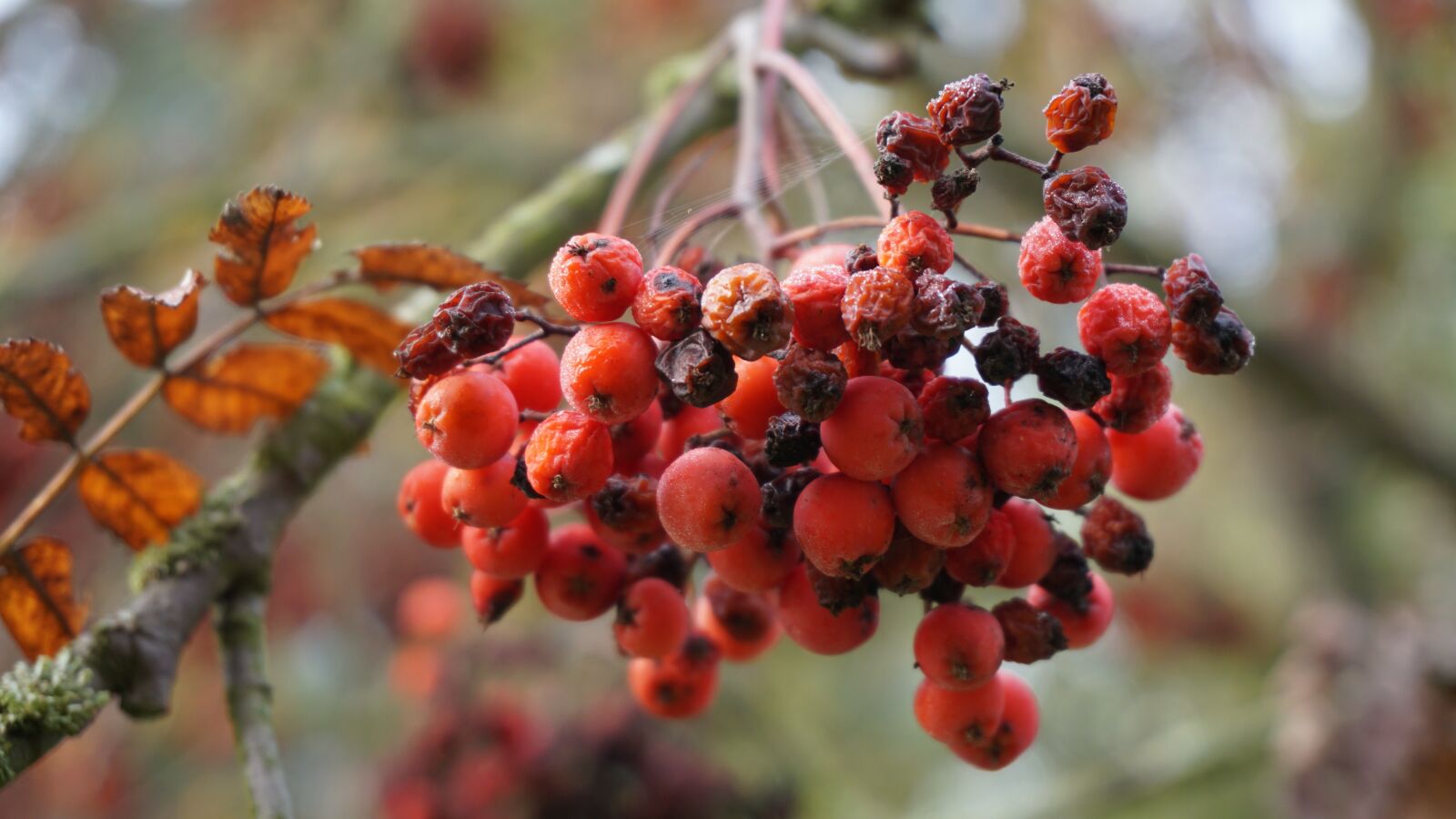 Sony E 16-50mm F3.5-5.6 PZ OSS sample photo. Rowan, autumn, rowanberries photography