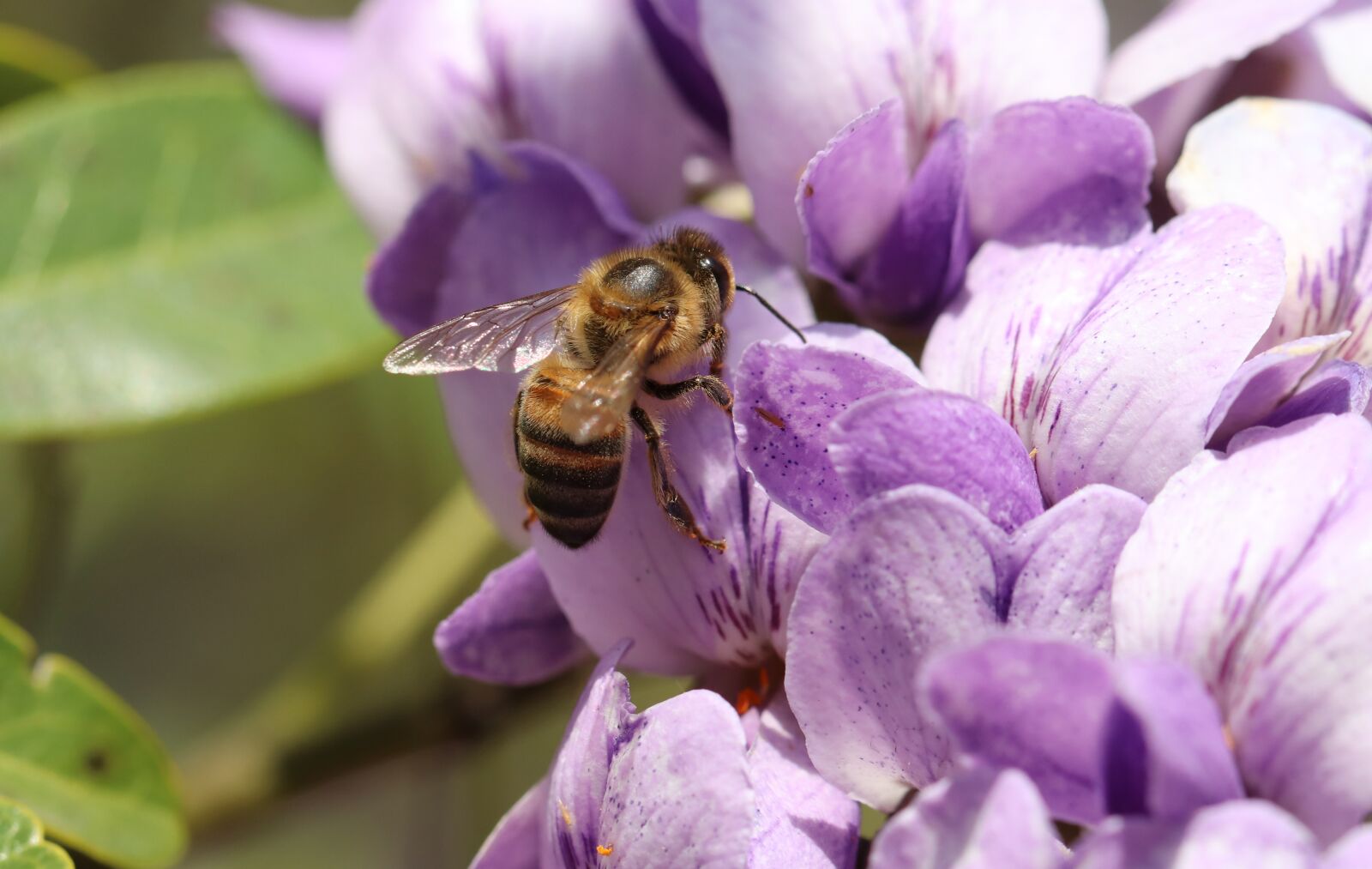 Canon EOS 800D (EOS Rebel T7i / EOS Kiss X9i) sample photo. Honey bee, macro, aphid photography