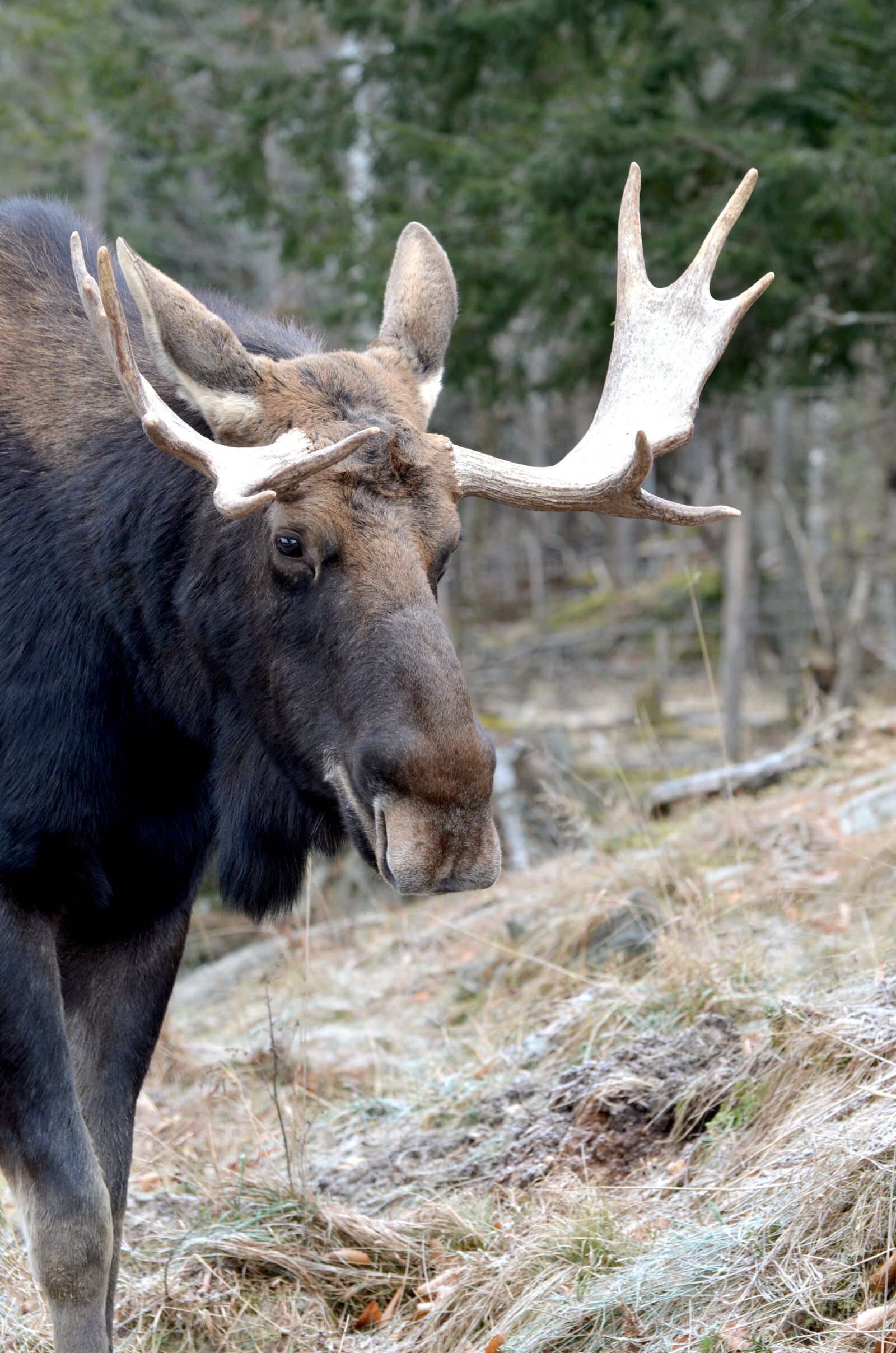 Nikon D7000 sample photo. Moose, animal, wild photography