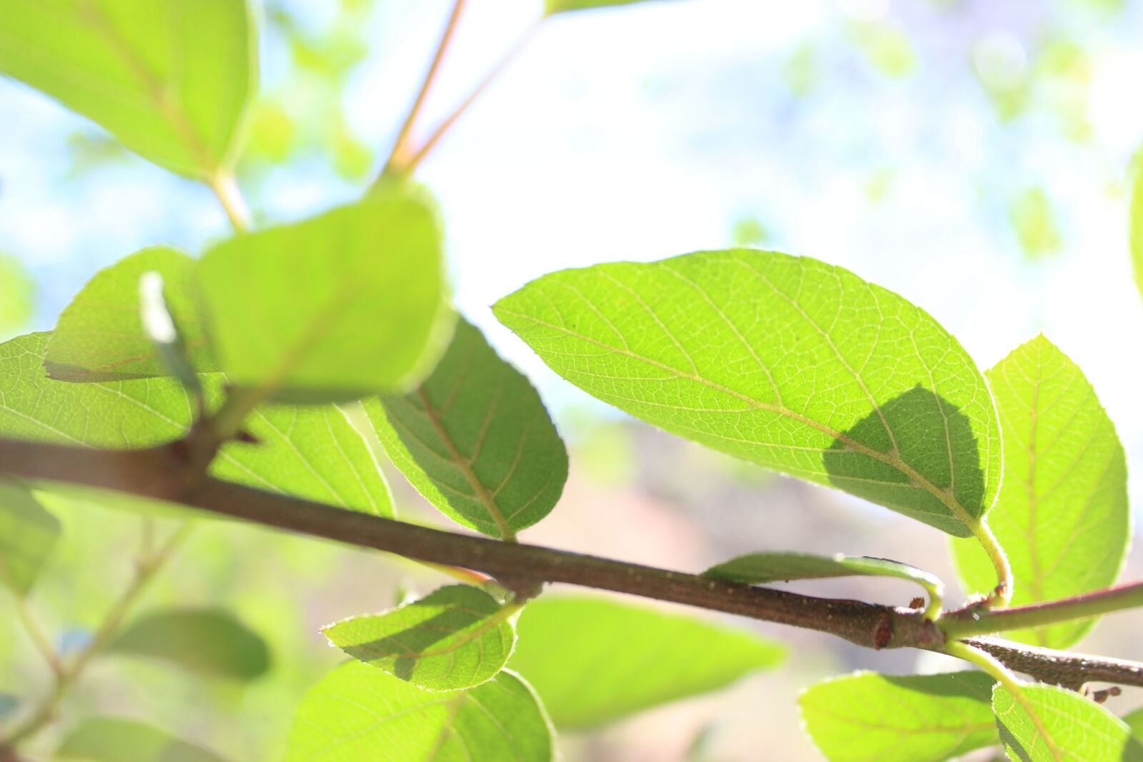 Canon EOS 600D (Rebel EOS T3i / EOS Kiss X5) sample photo. Nature, earth, leaf photography