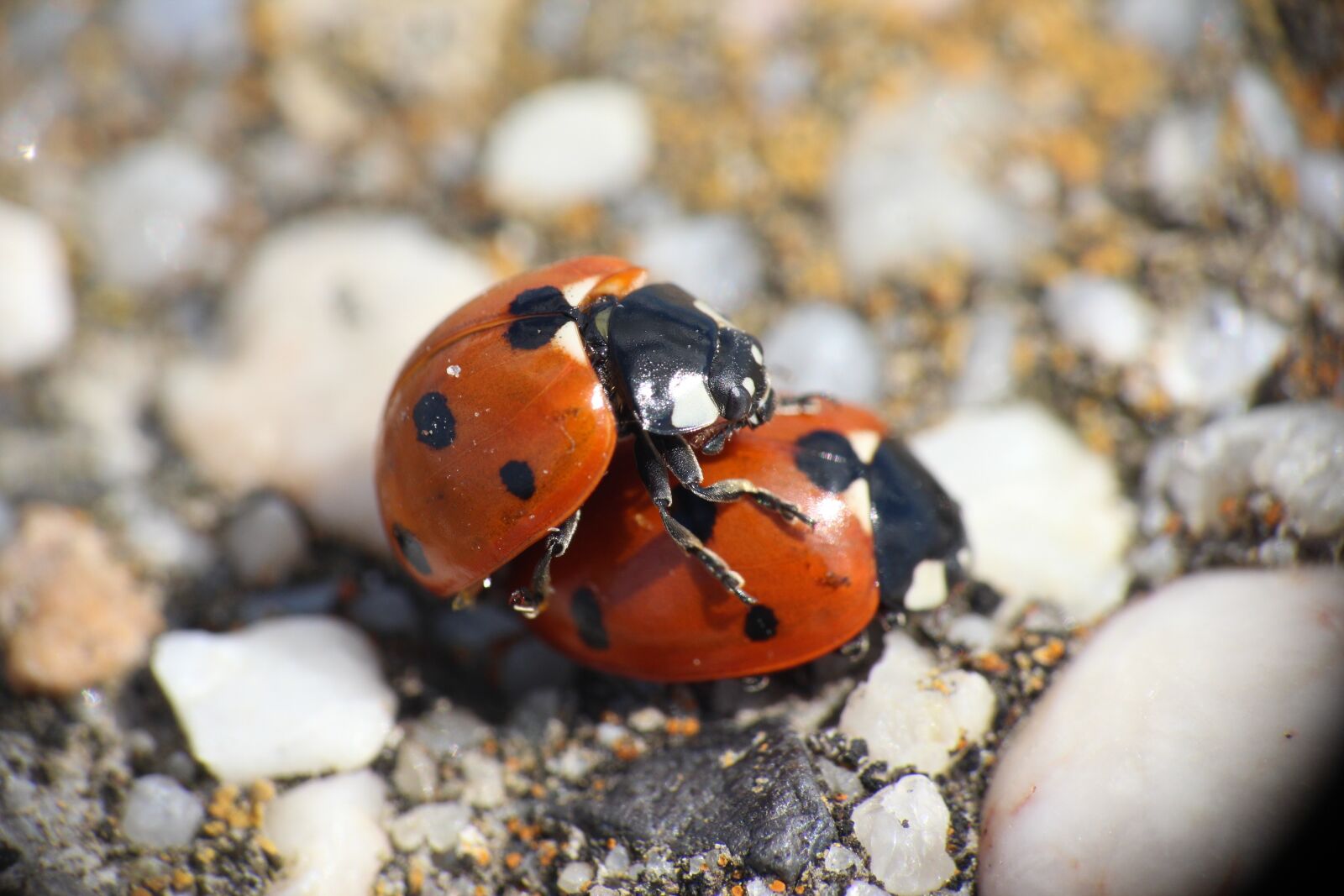 Canon EOS 600D (Rebel EOS T3i / EOS Kiss X5) sample photo. Animal, close up, pairing photography