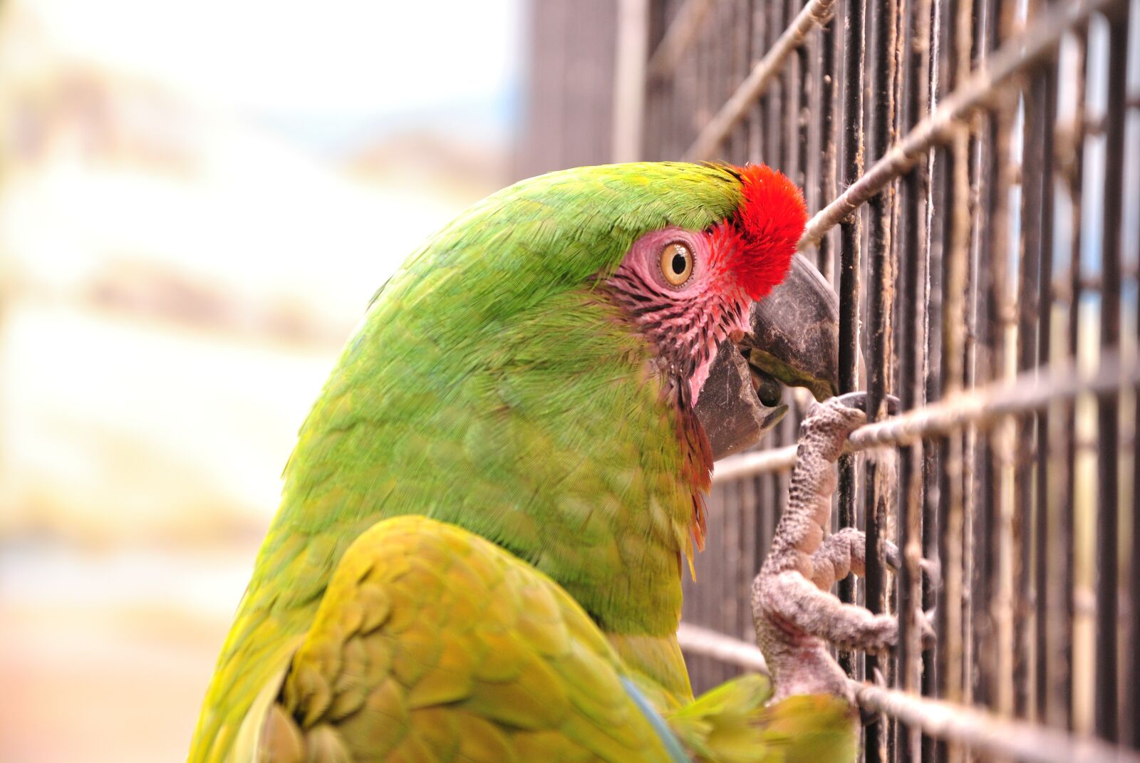 Nikon D3000 sample photo. The parrot, cage, bird photography